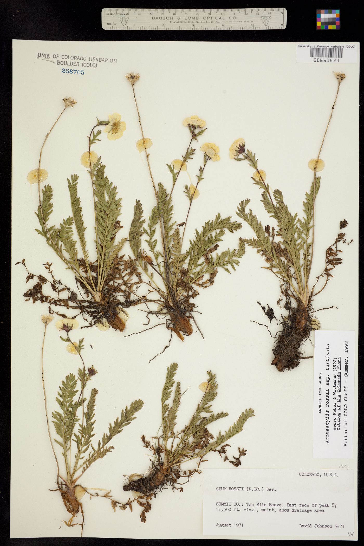 Geum rossii image
