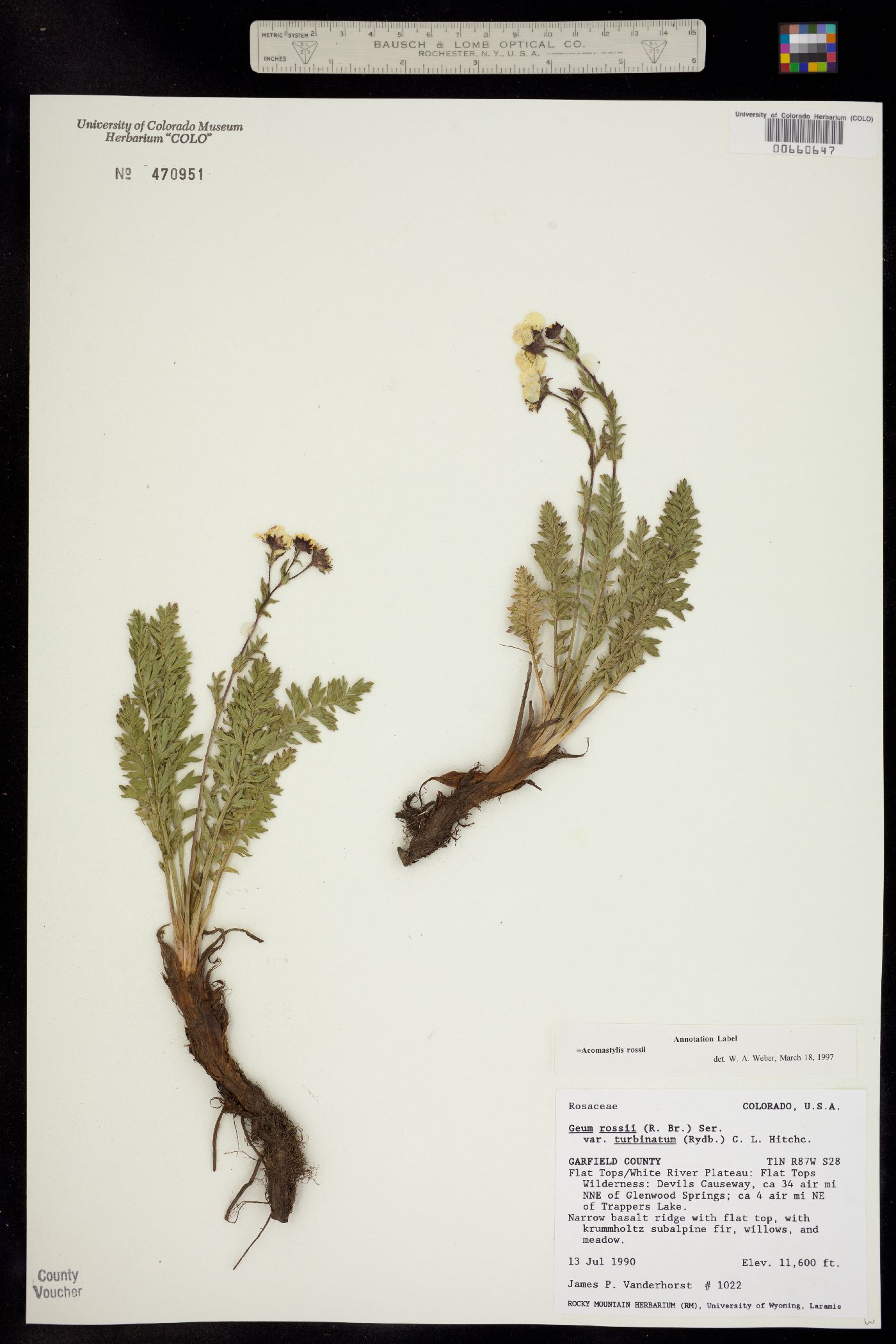 Geum rossii image