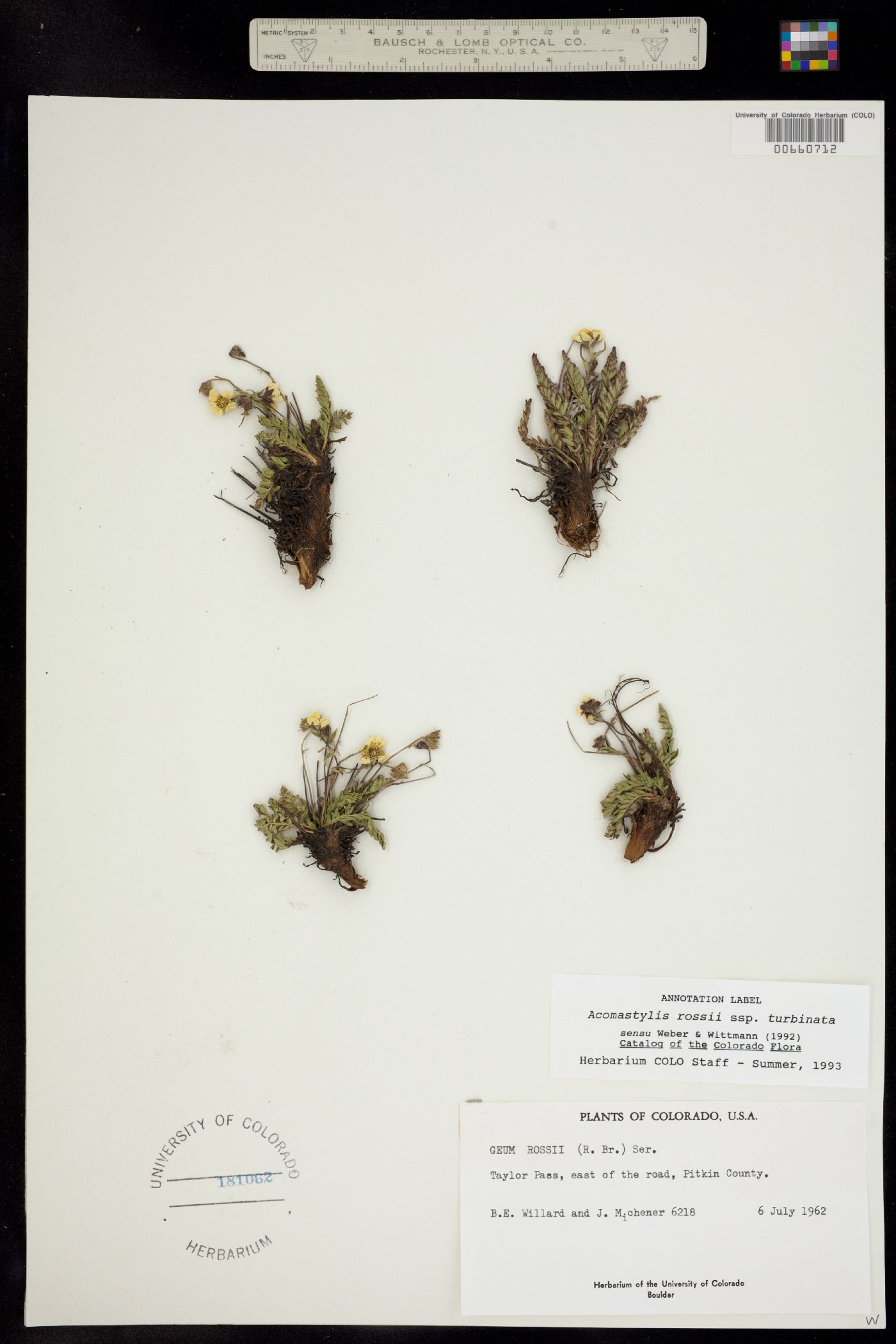 Geum image