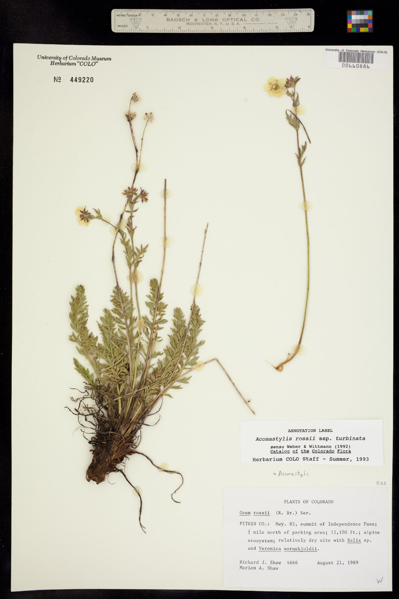 Geum rossii image