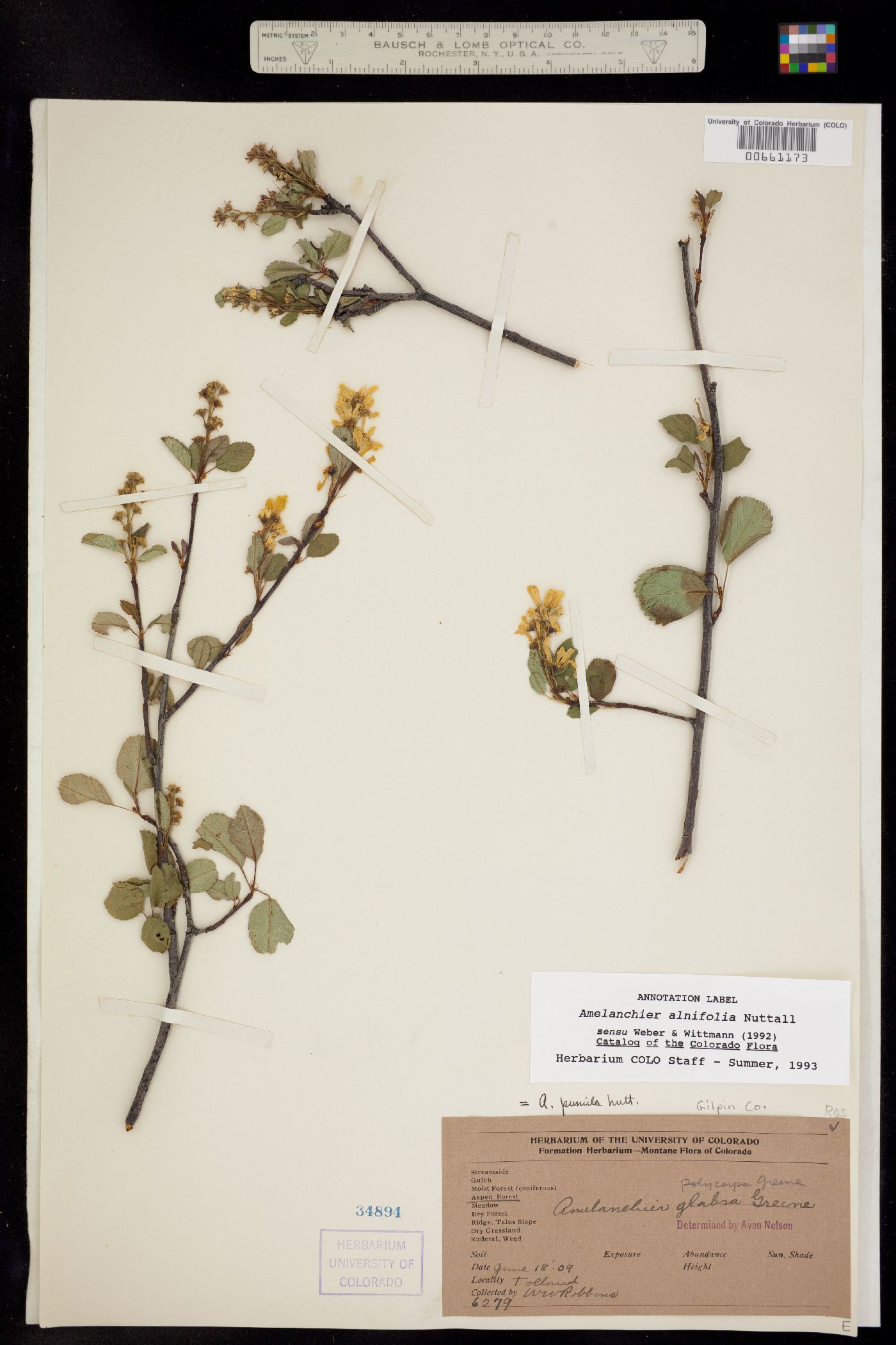 Amelanchier alnifolia image