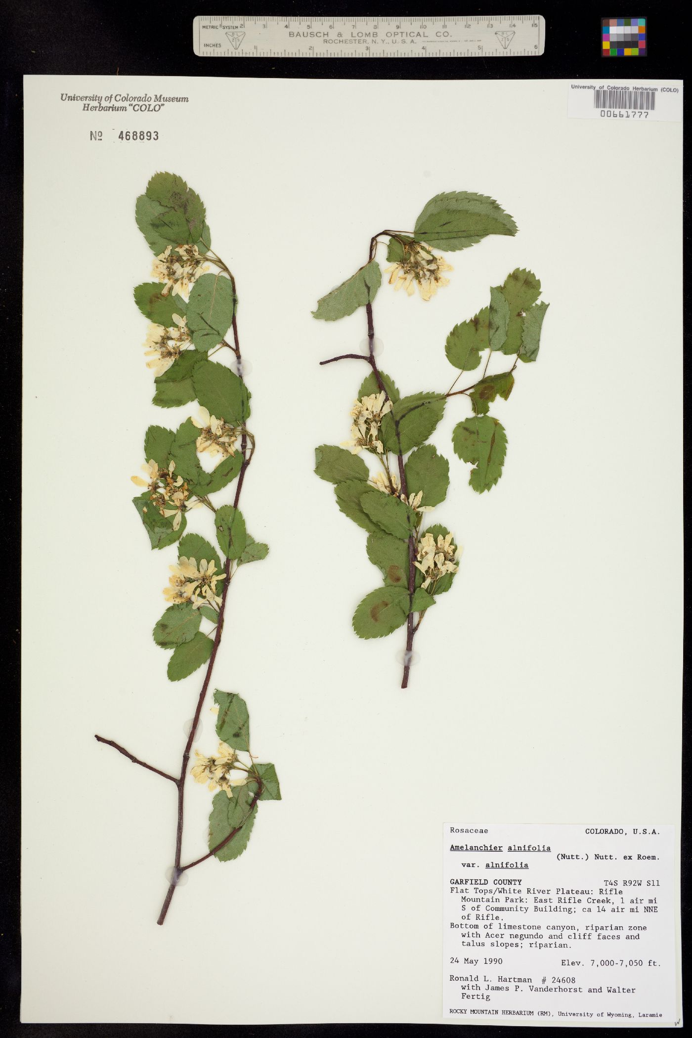Amelanchier alnifolia image