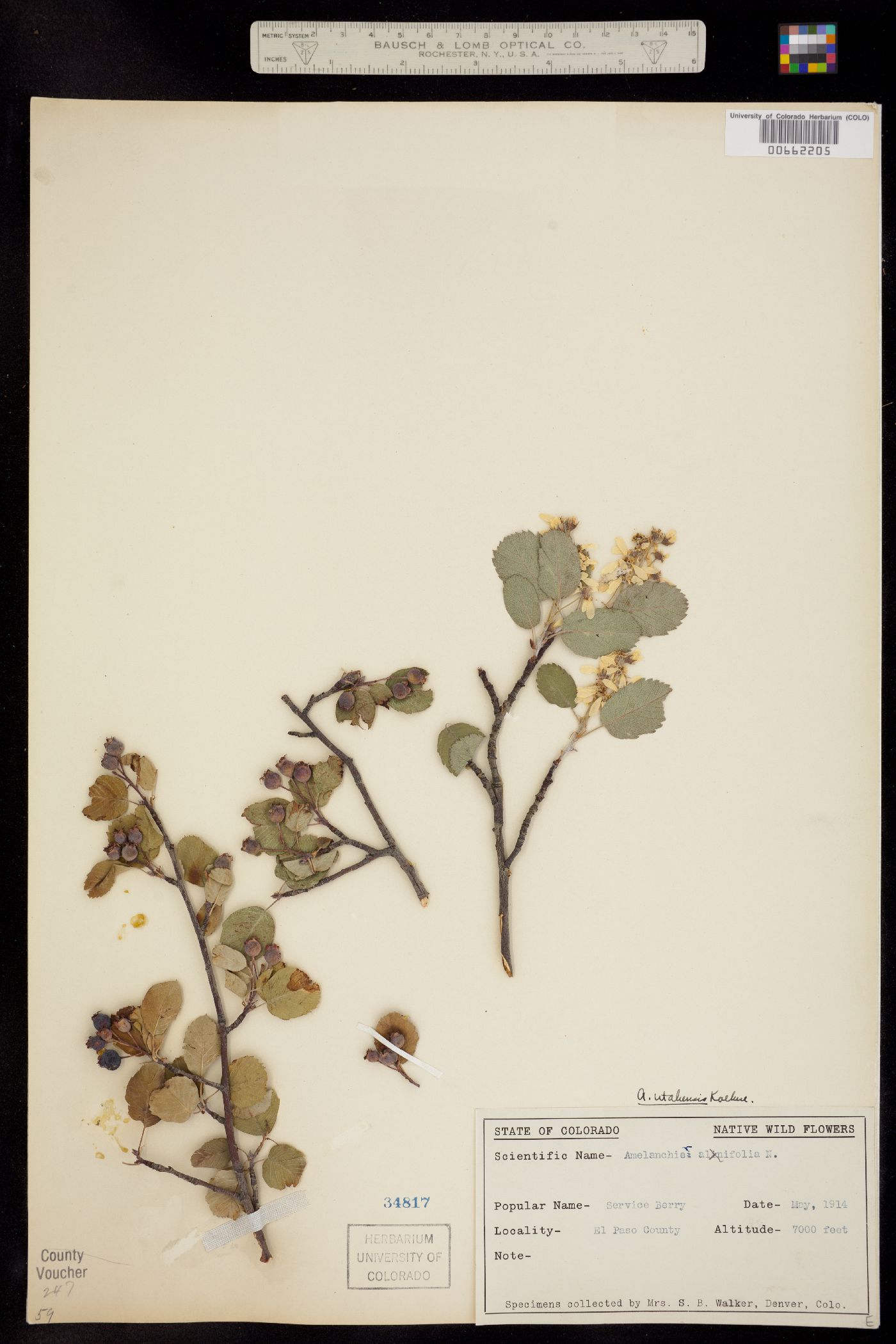 Amelanchier utahensis image