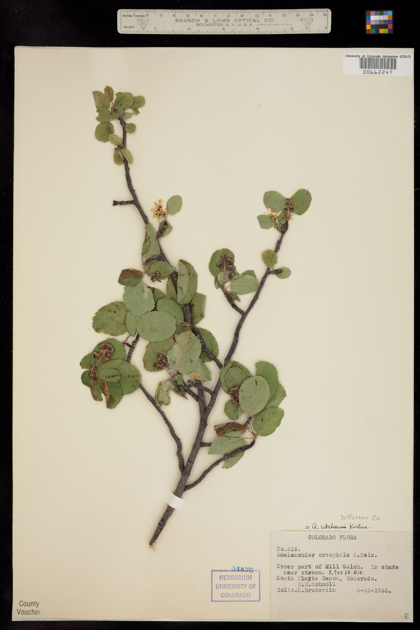 Amelanchier utahensis image