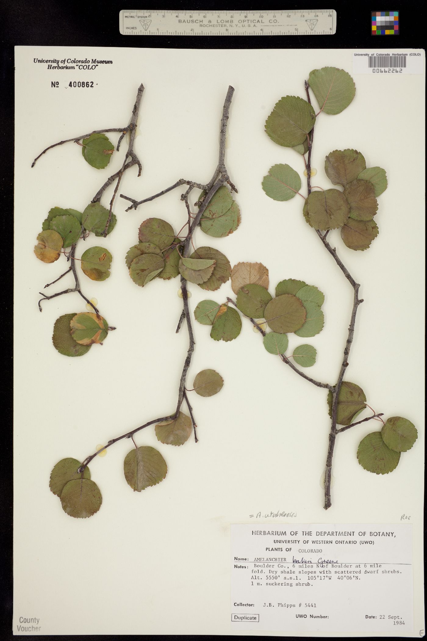 Amelanchier utahensis image
