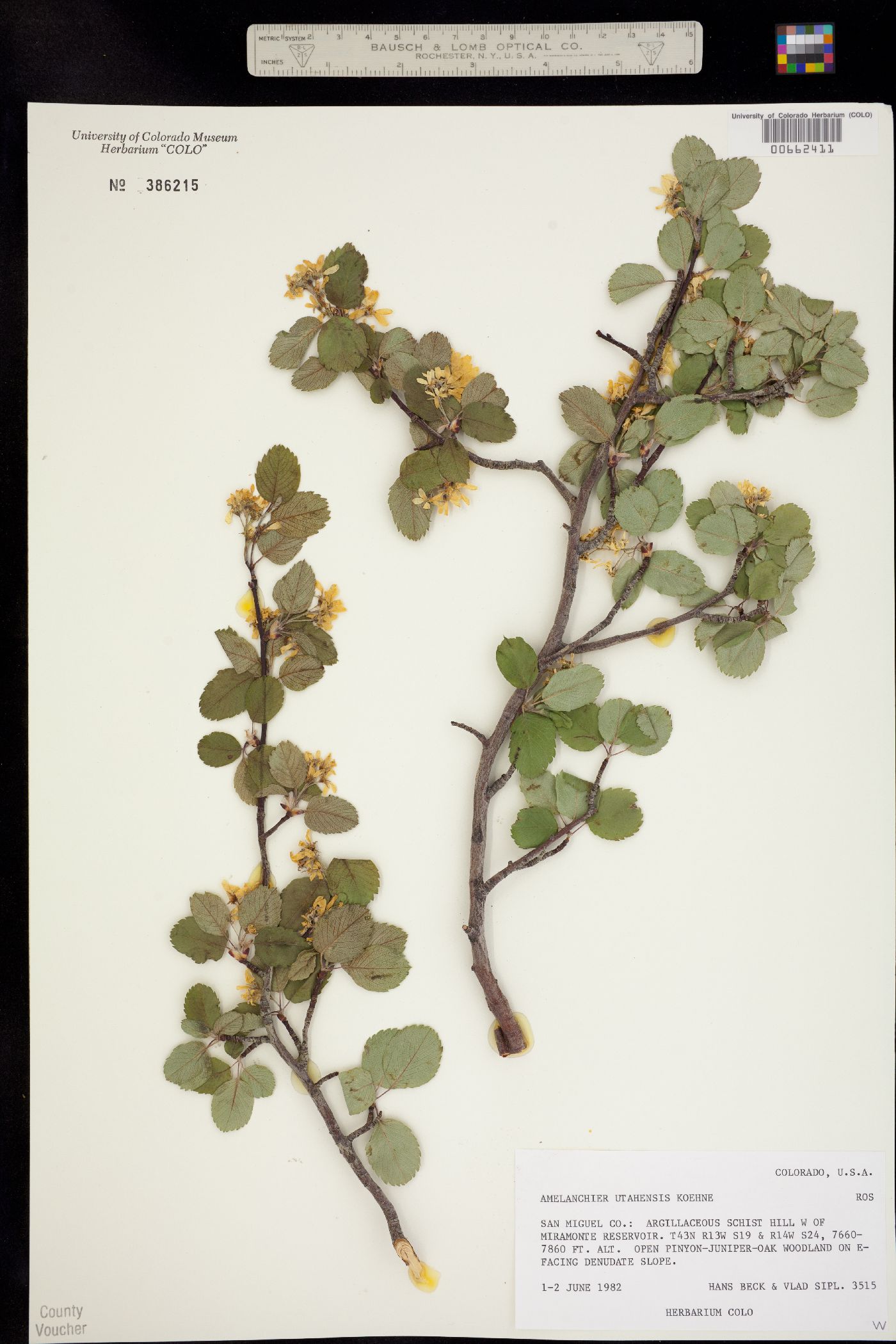 Amelanchier image