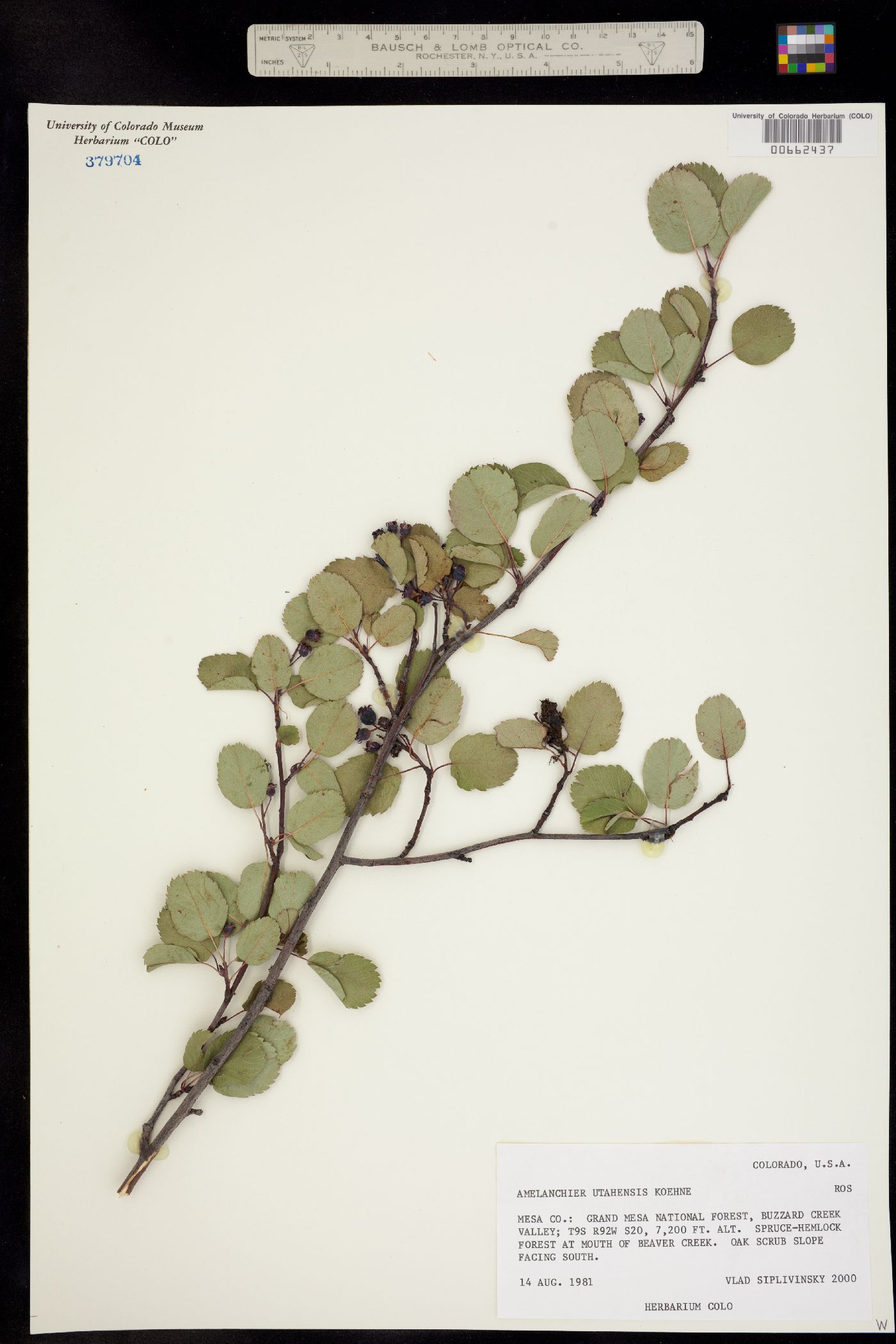 Amelanchier utahensis image