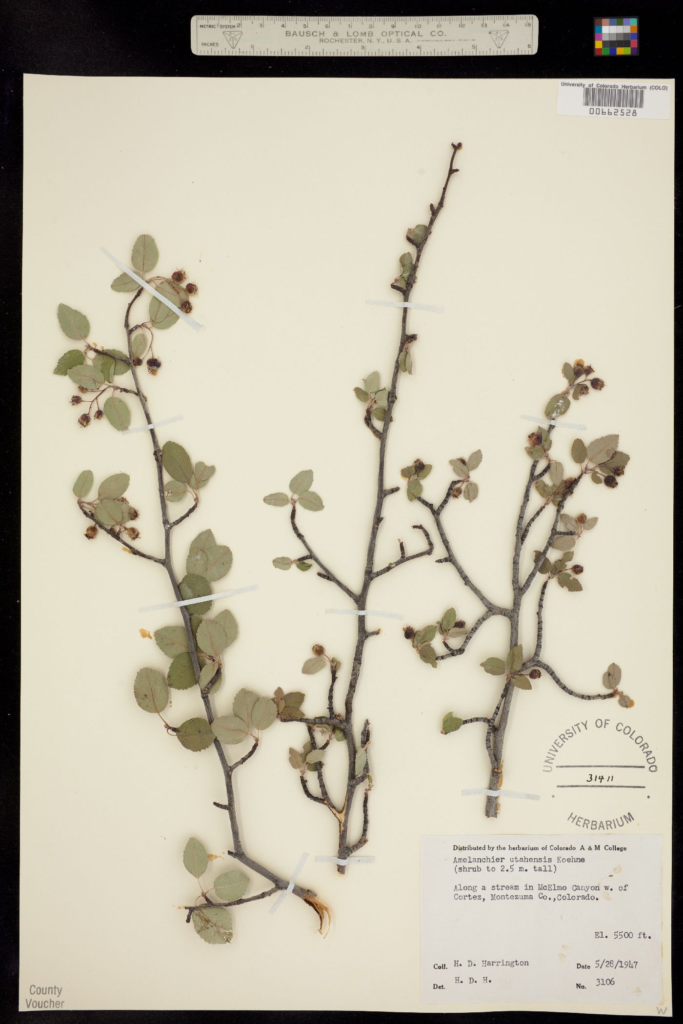 Amelanchier utahensis image