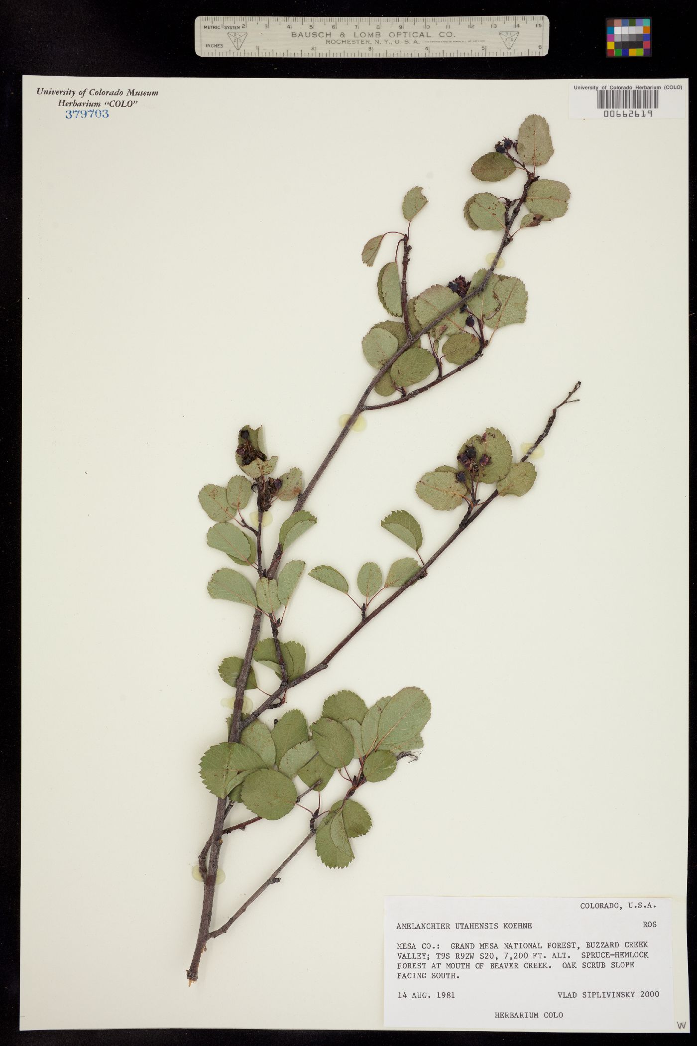 Amelanchier image