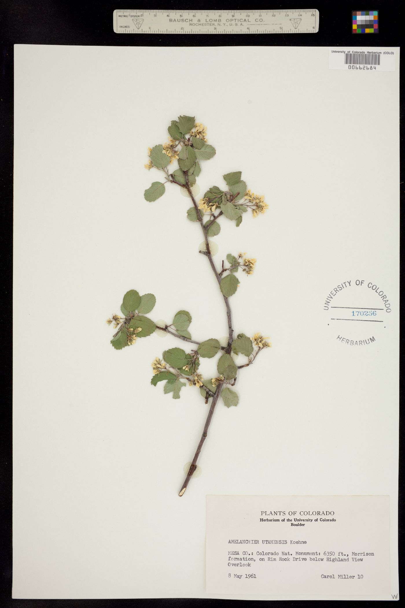 Amelanchier utahensis image