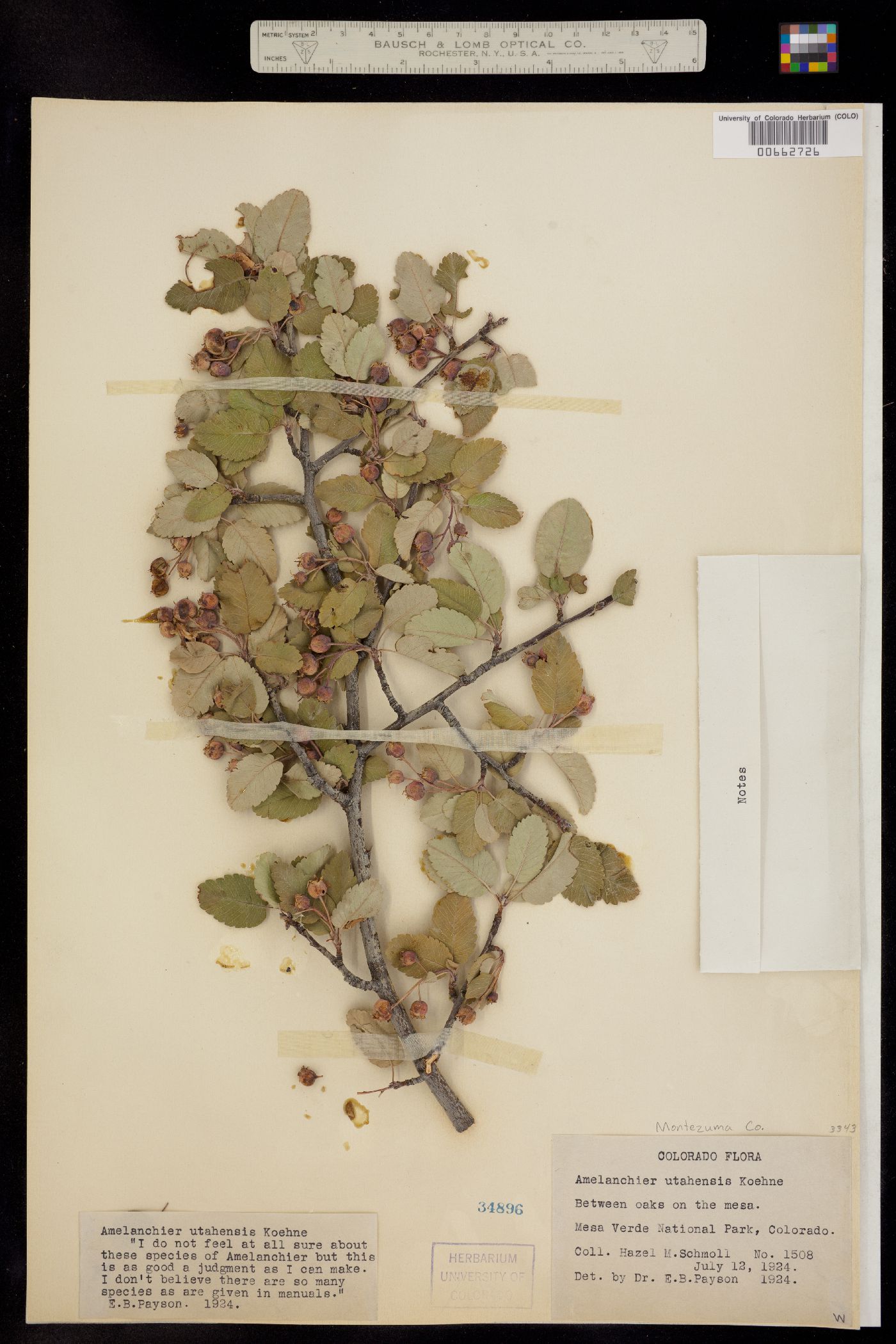 Amelanchier utahensis image