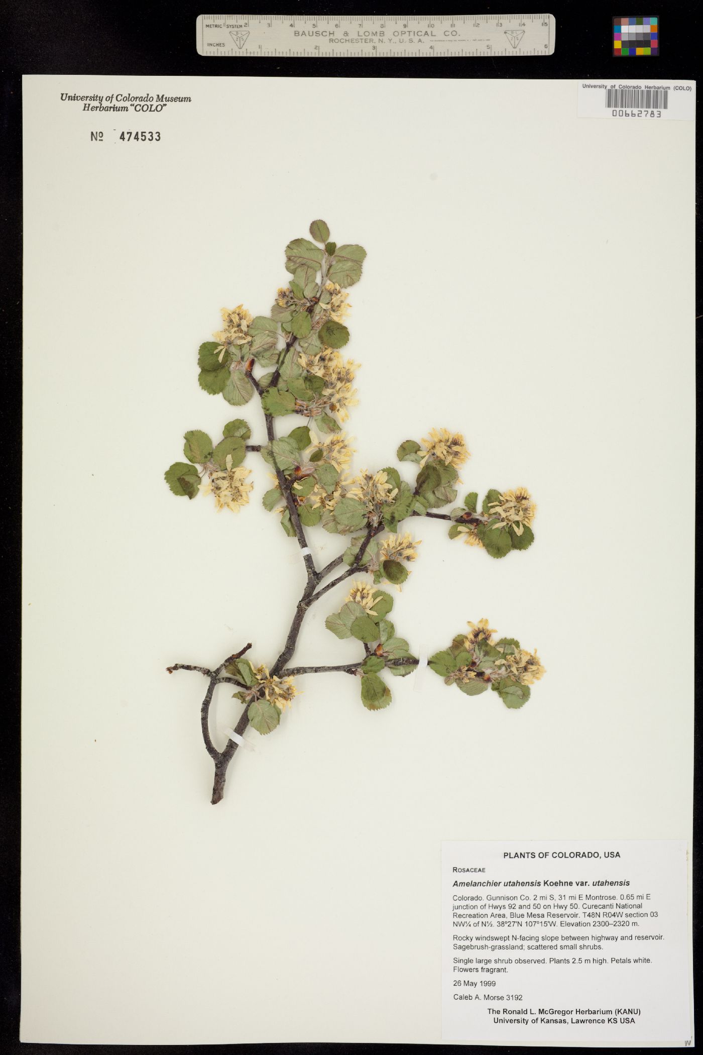 Amelanchier utahensis image