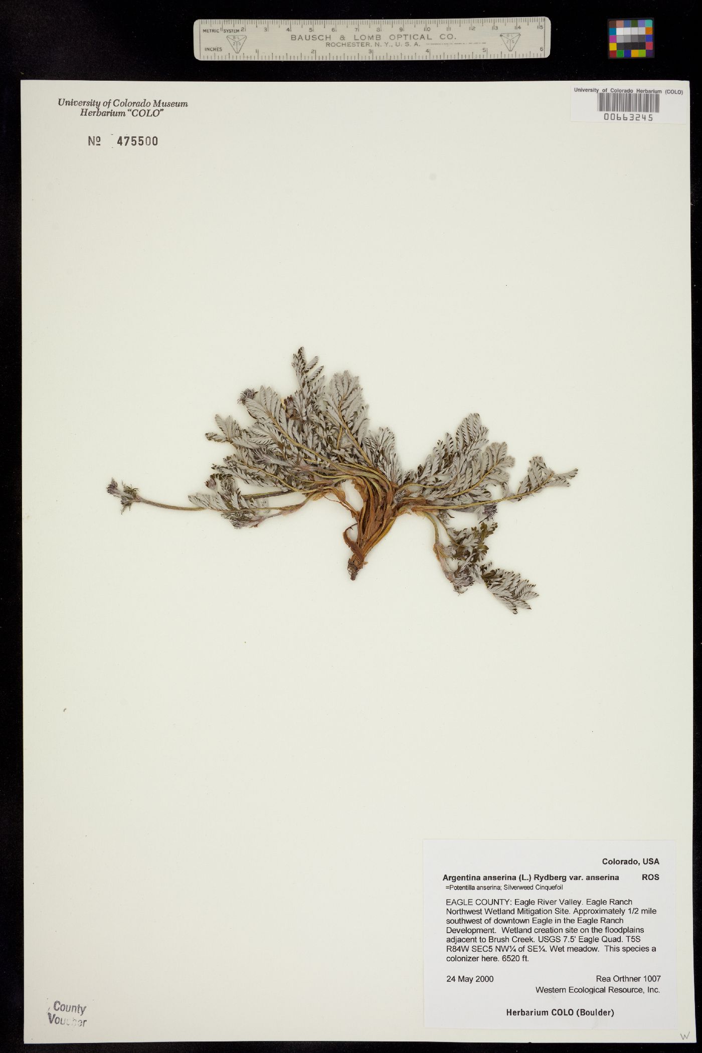 Argentina anserina var. anserina image