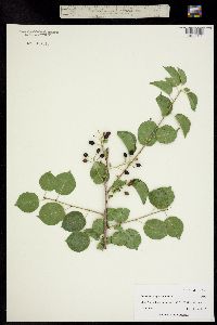 Image of Armeniaca vulgaris