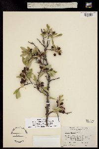 Cerasus pumila subsp. besseyi image