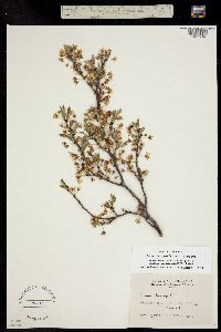 Cerasus pumila subsp. besseyi image