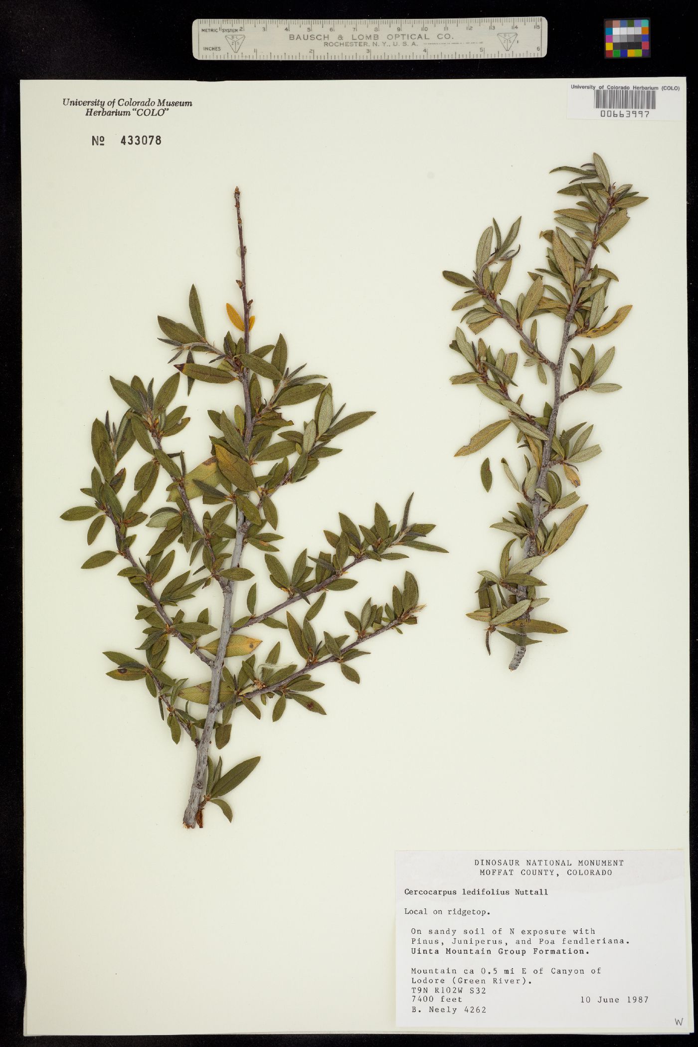 Cercocarpus ledifolius image