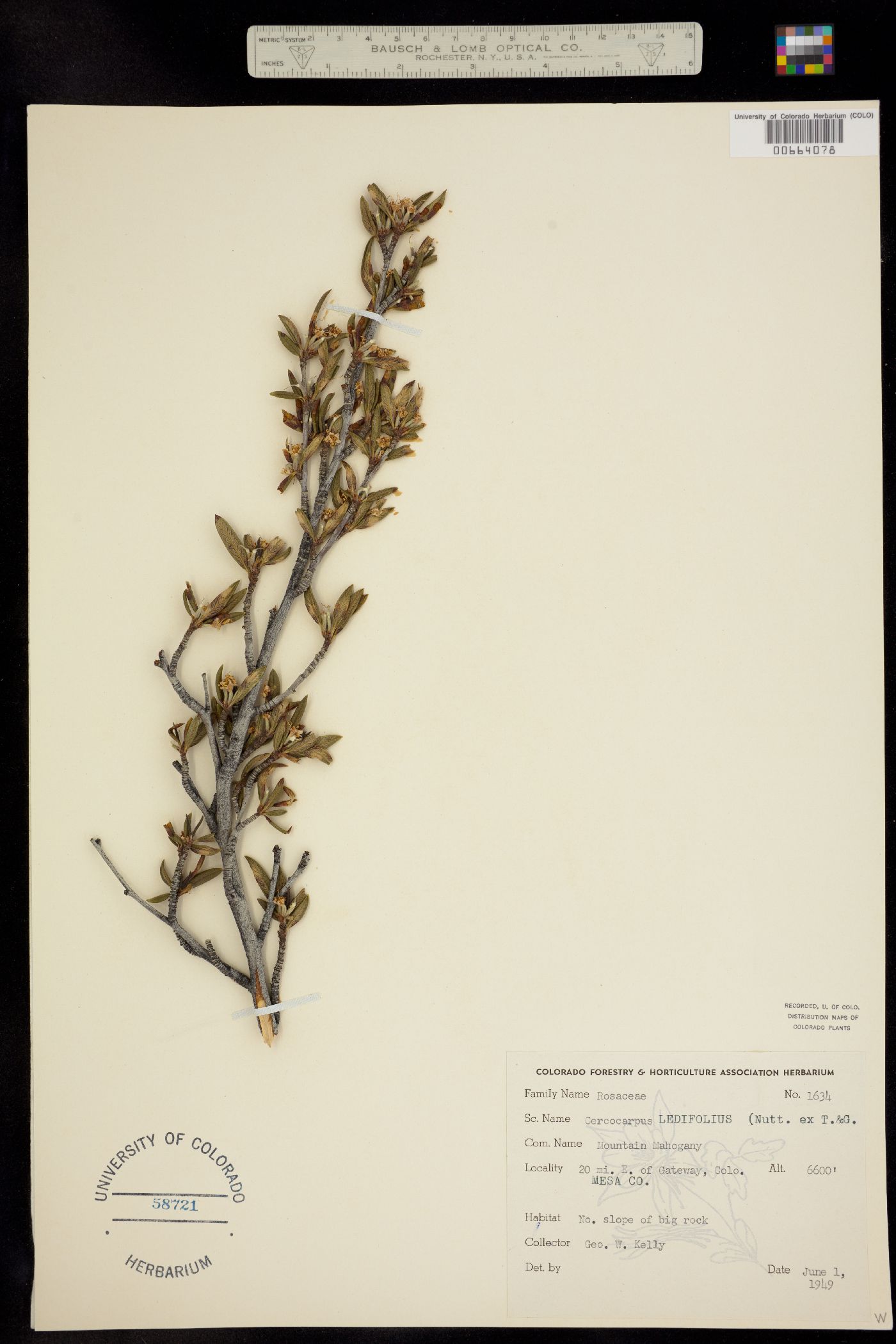 Cercocarpus ledifolius image