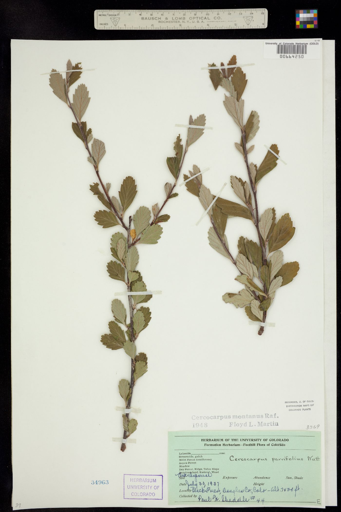 Cercocarpus montanus image