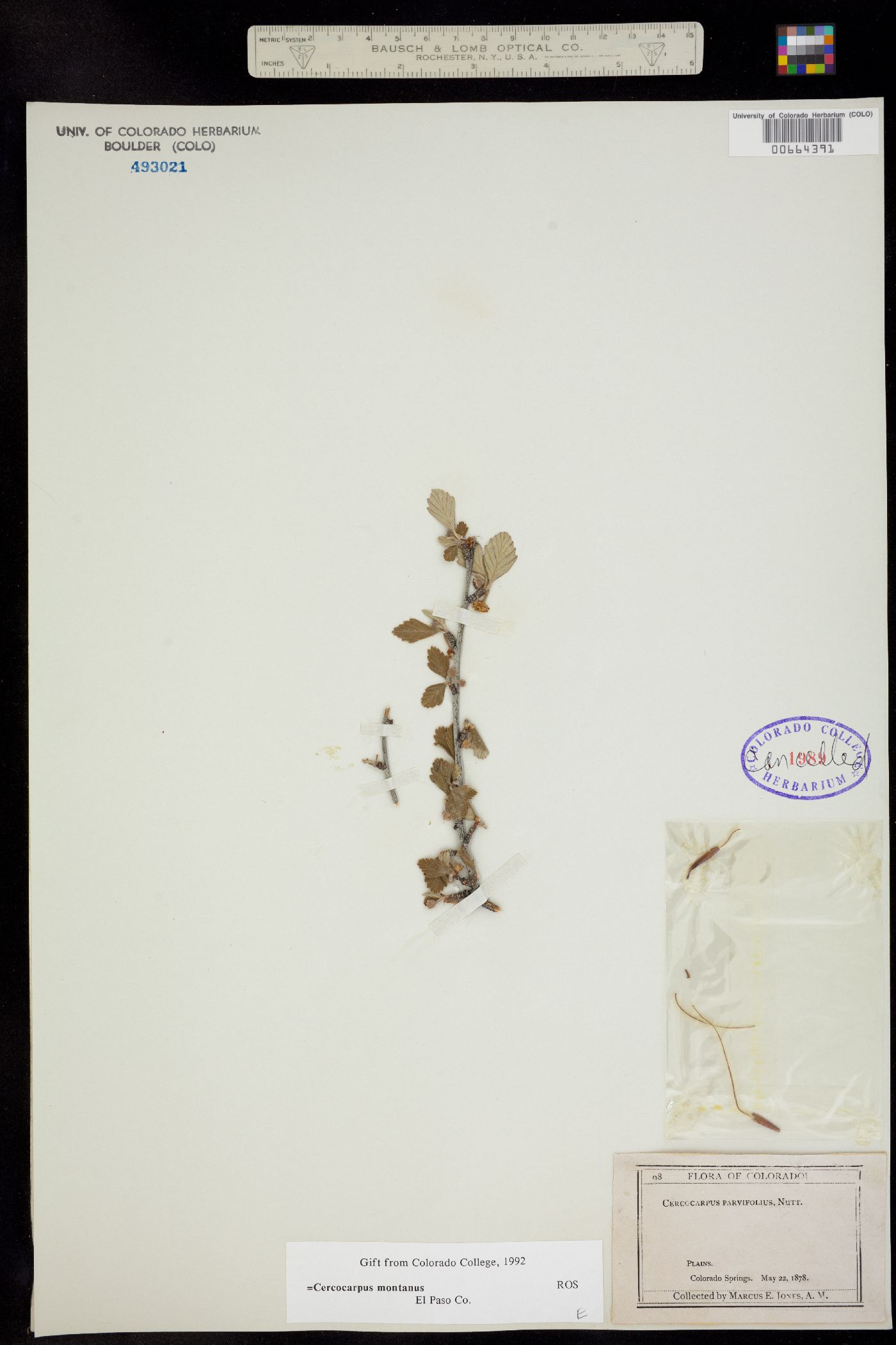 Cercocarpus montanus image