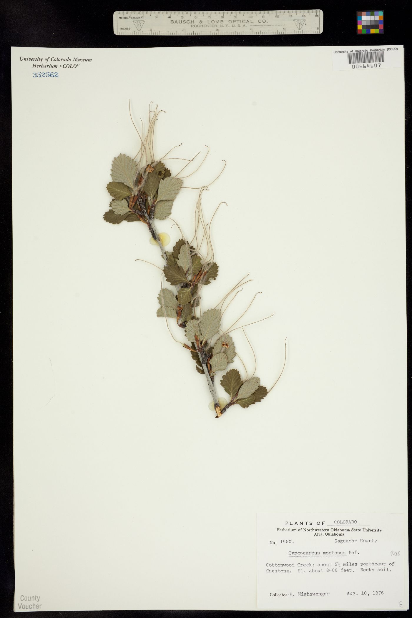 Cercocarpus montanus image