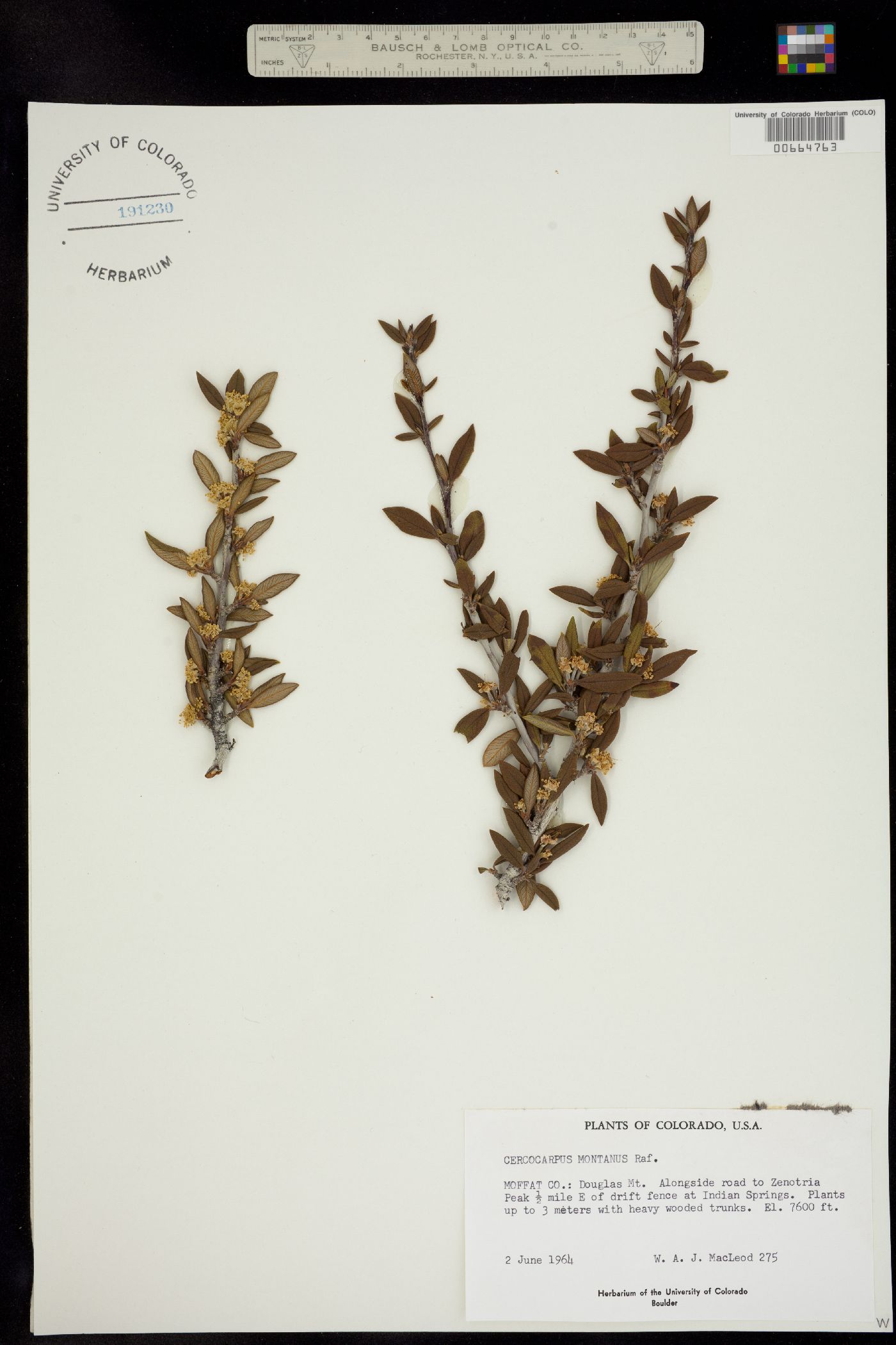 Cercocarpus montanus image