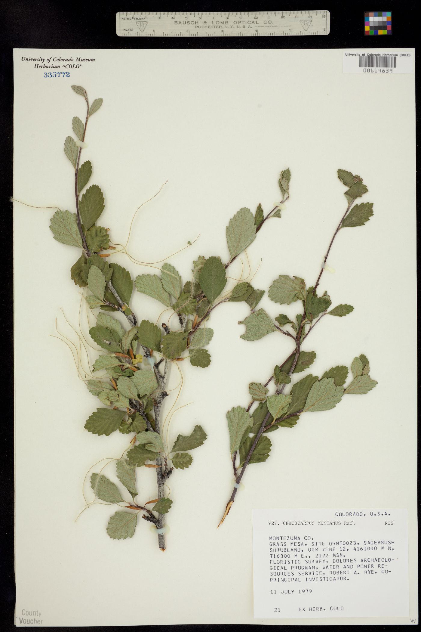 Cercocarpus image