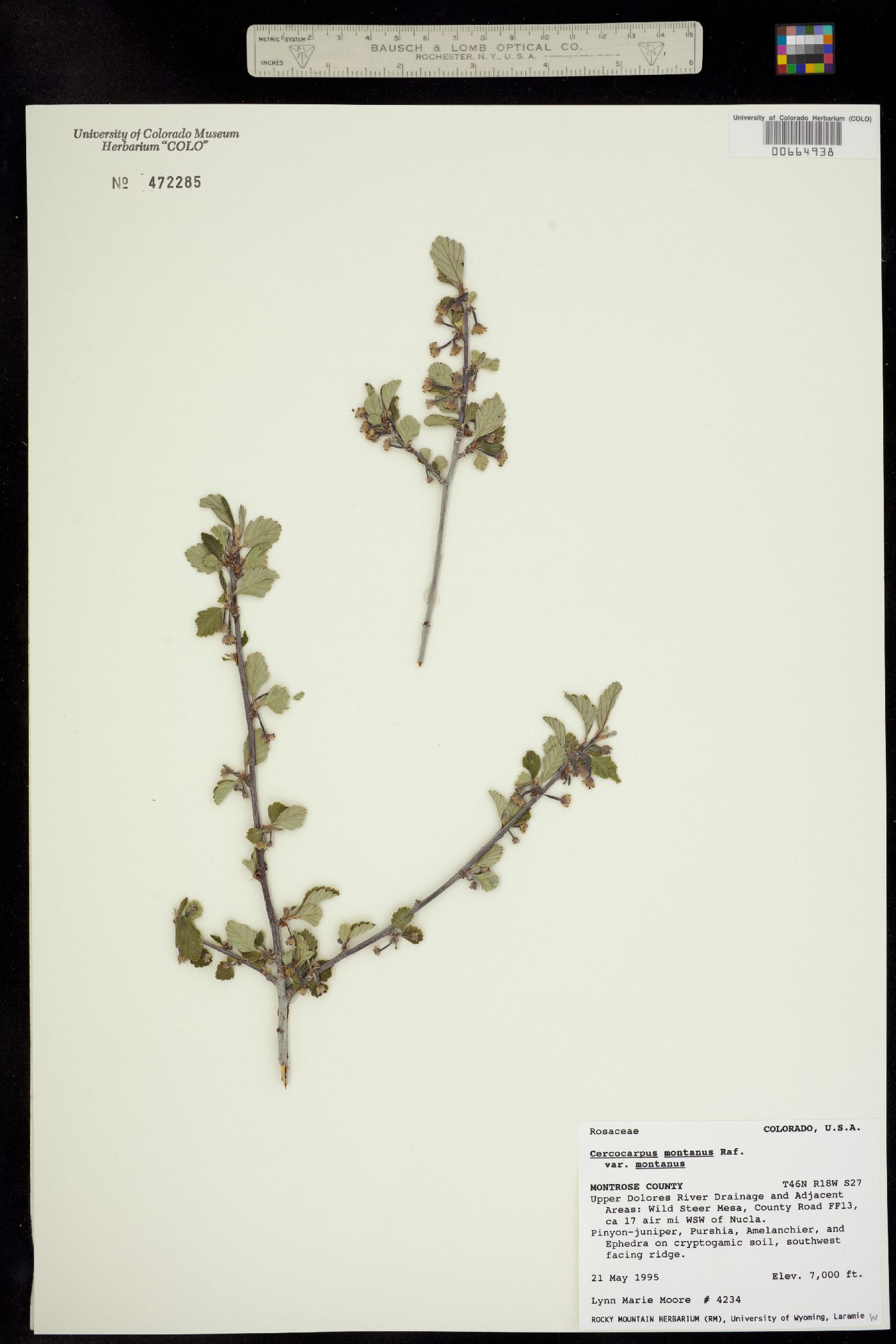 Cercocarpus montanus image