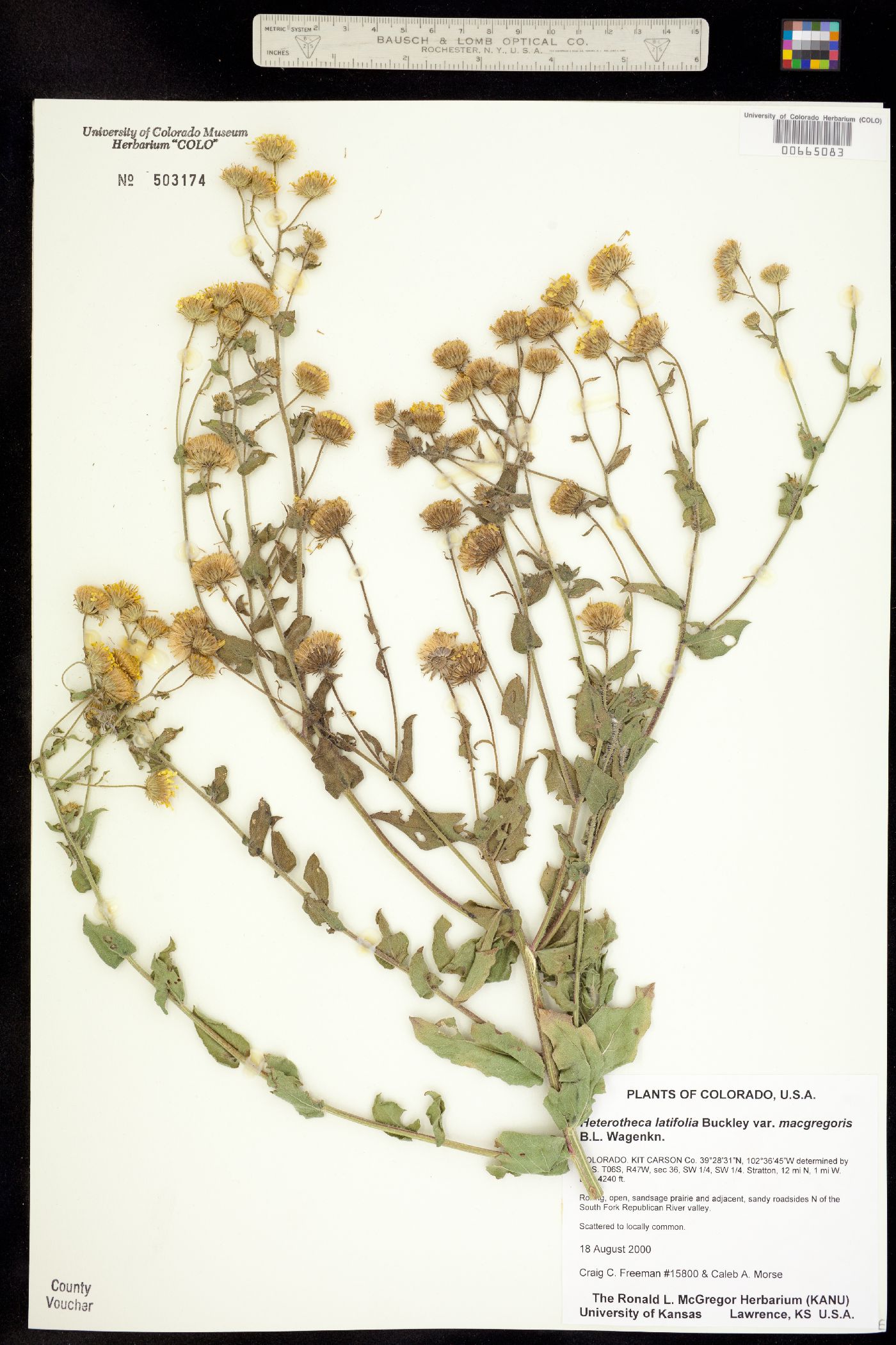 Heterotheca latifolia image