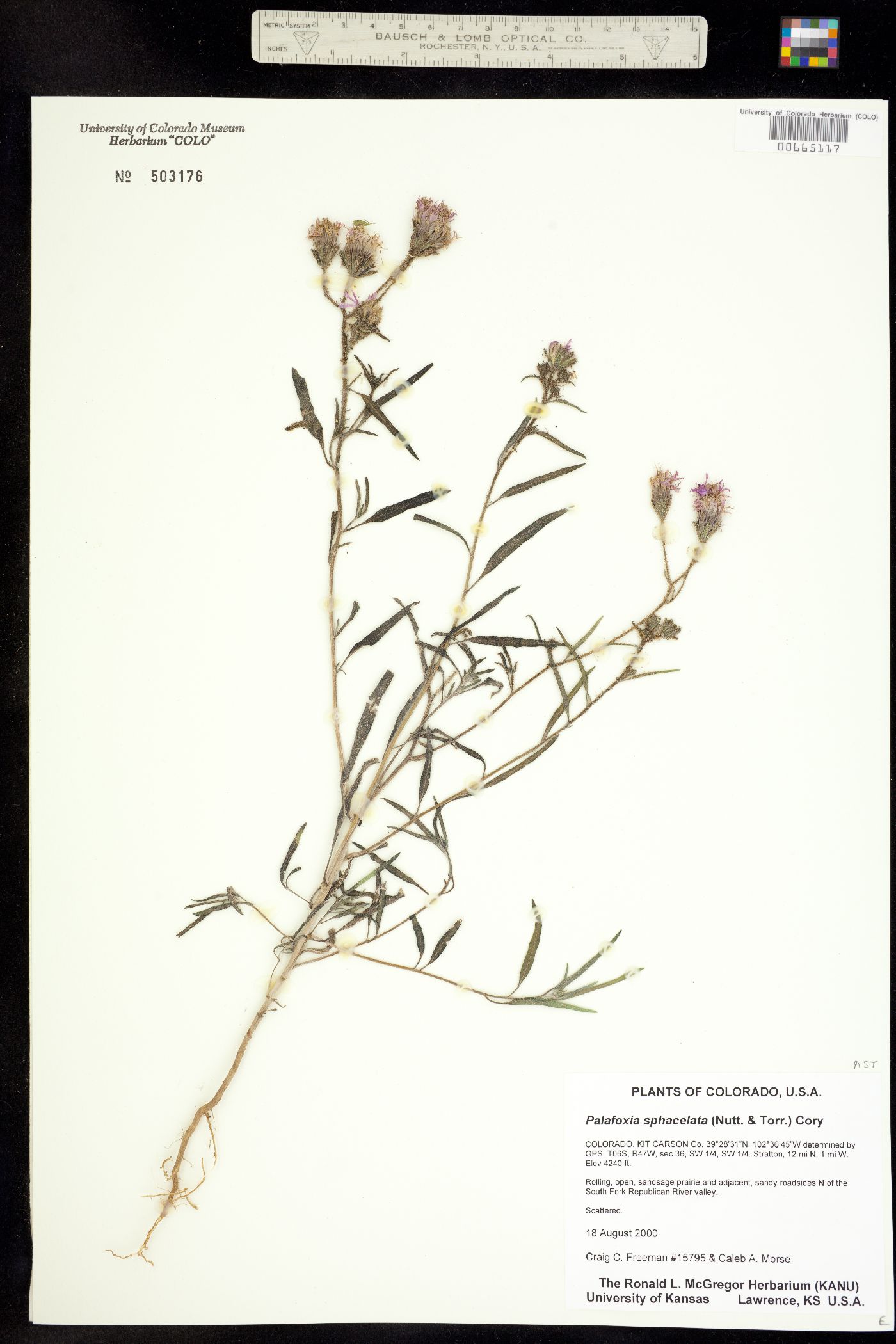 Palafoxia sphacelata image