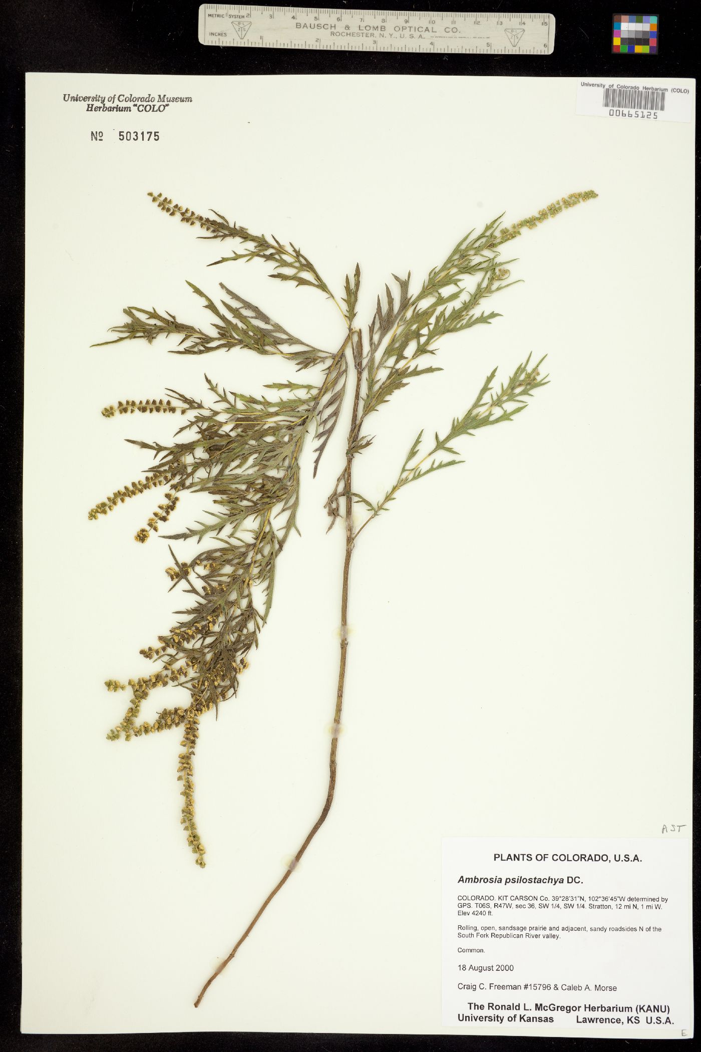 Ambrosia psilostachya image