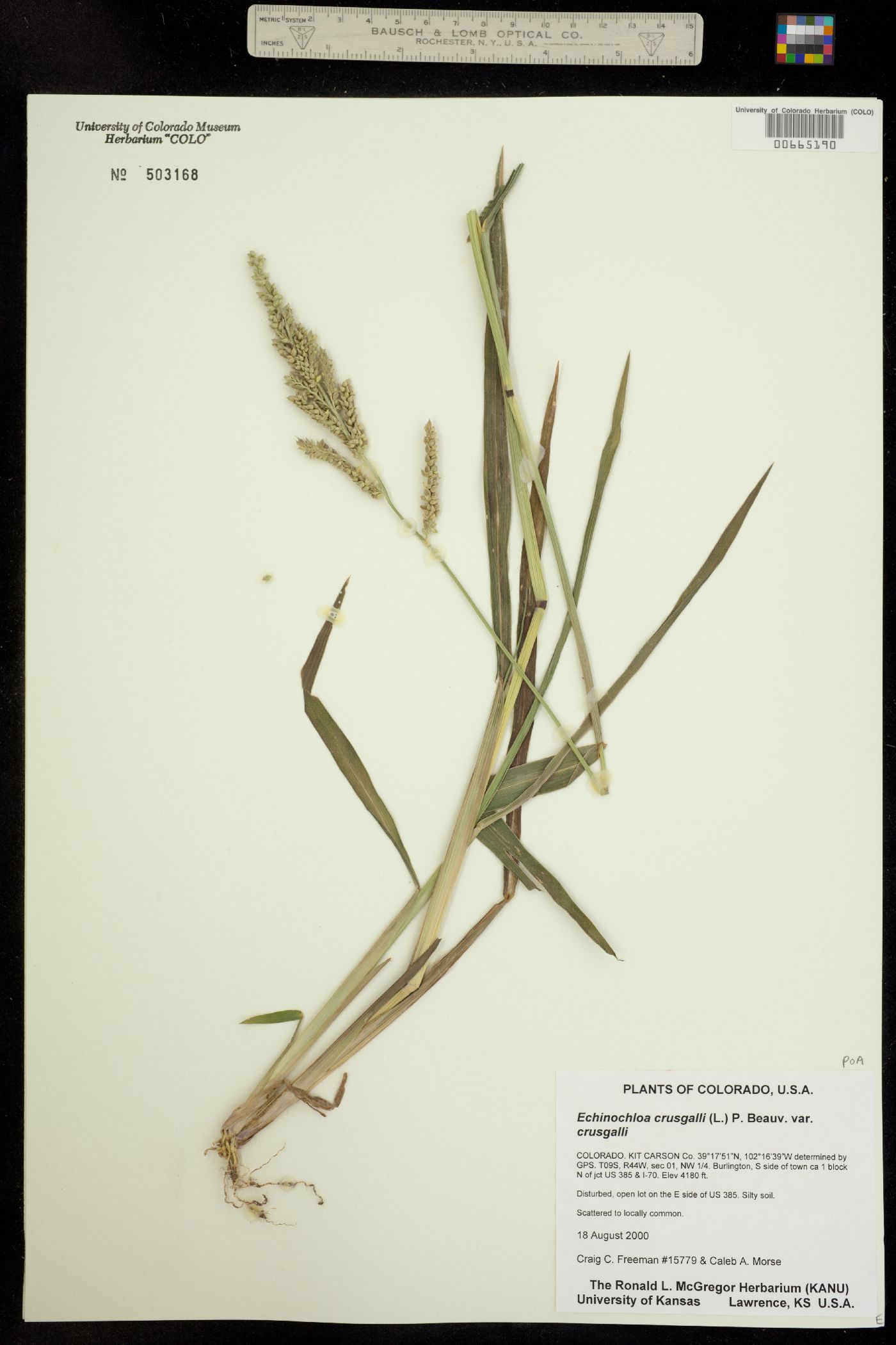 Echinochloa crus-galli image