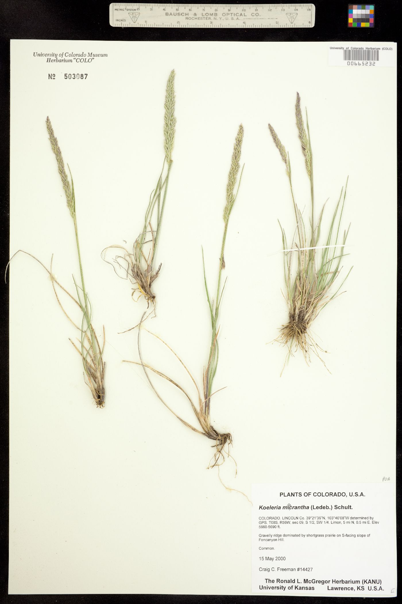 Koeleria macrantha image