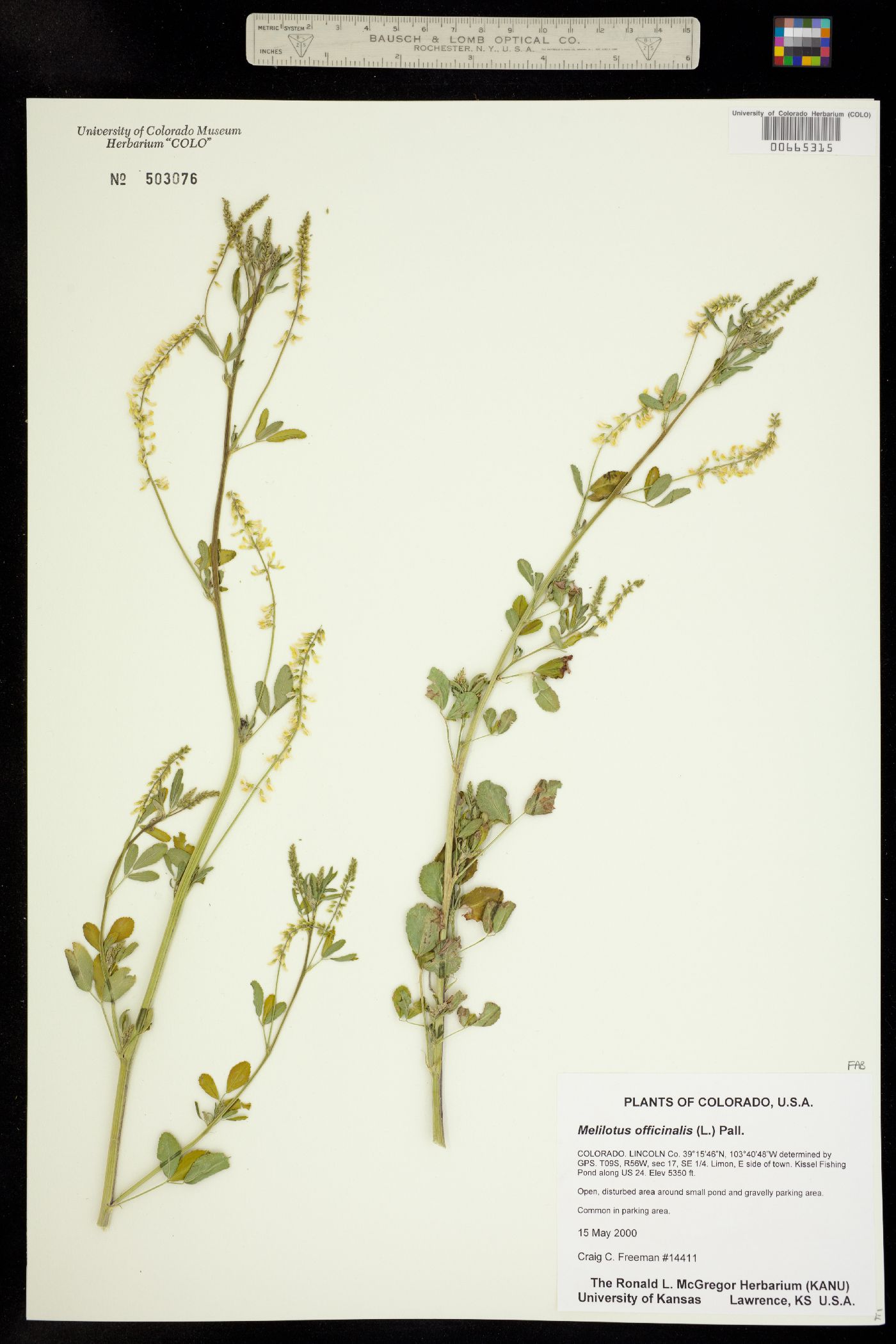 Melilotus officinale image