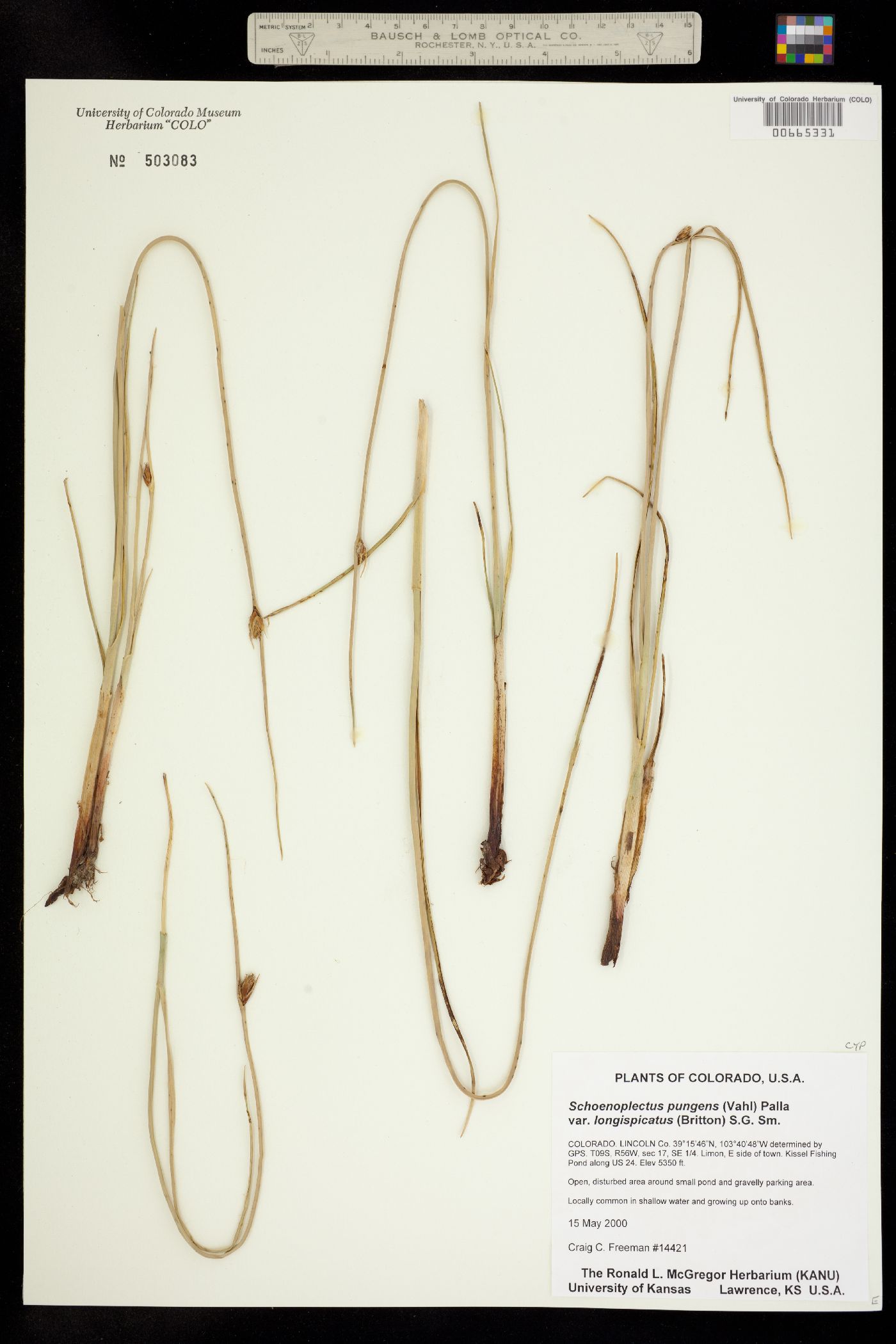 Schoenoplectus pungens image