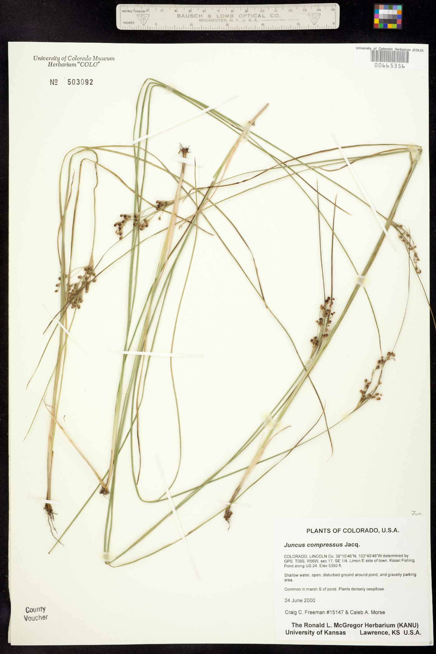 Juncus compressus image