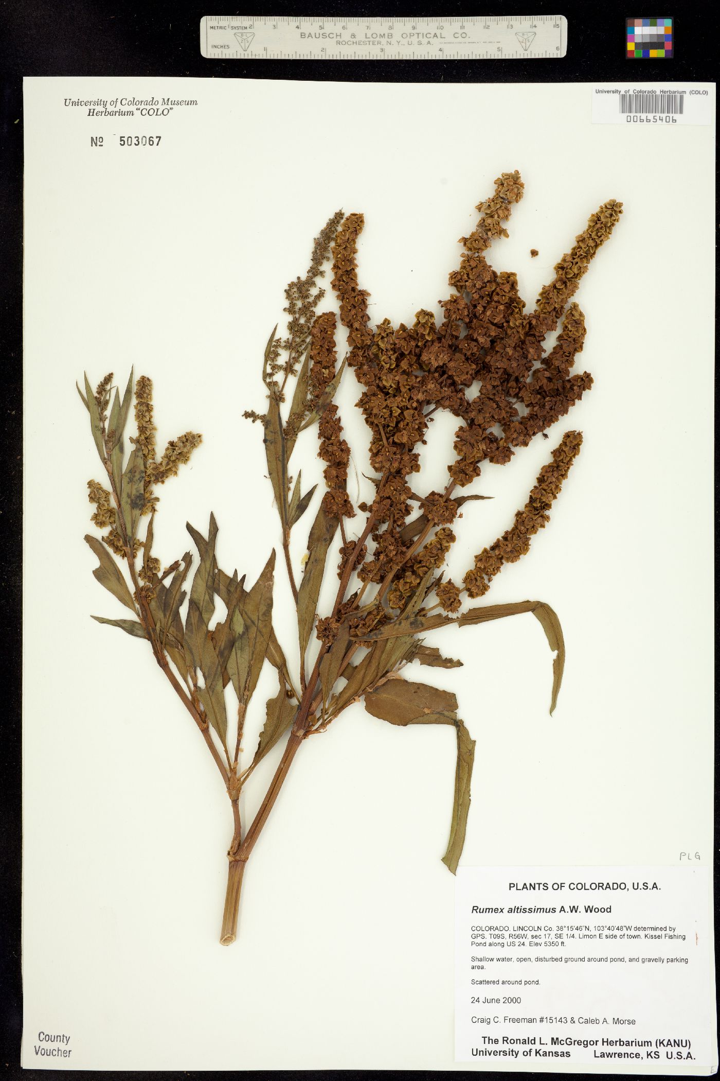 Rumex altissimus image