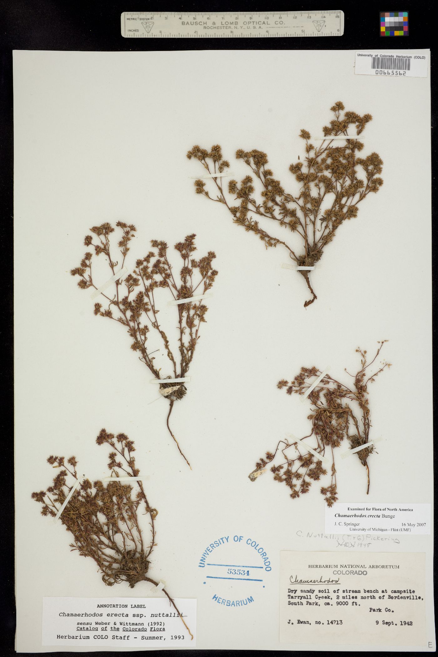 Chamaerhodos erecta image