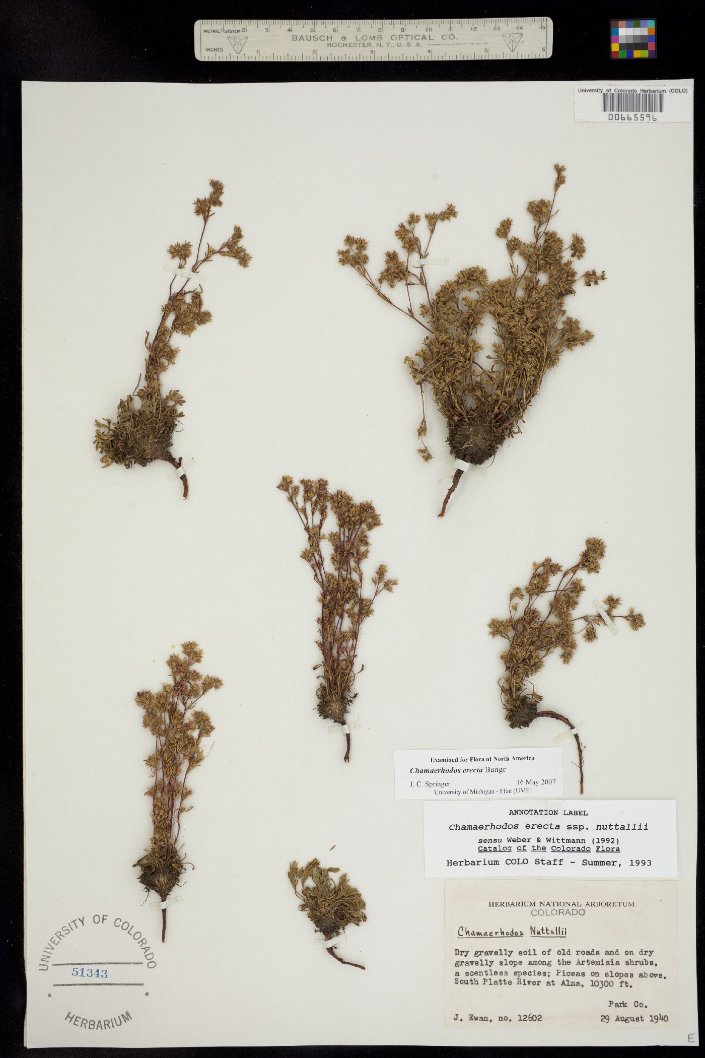 Chamaerhodos erecta image