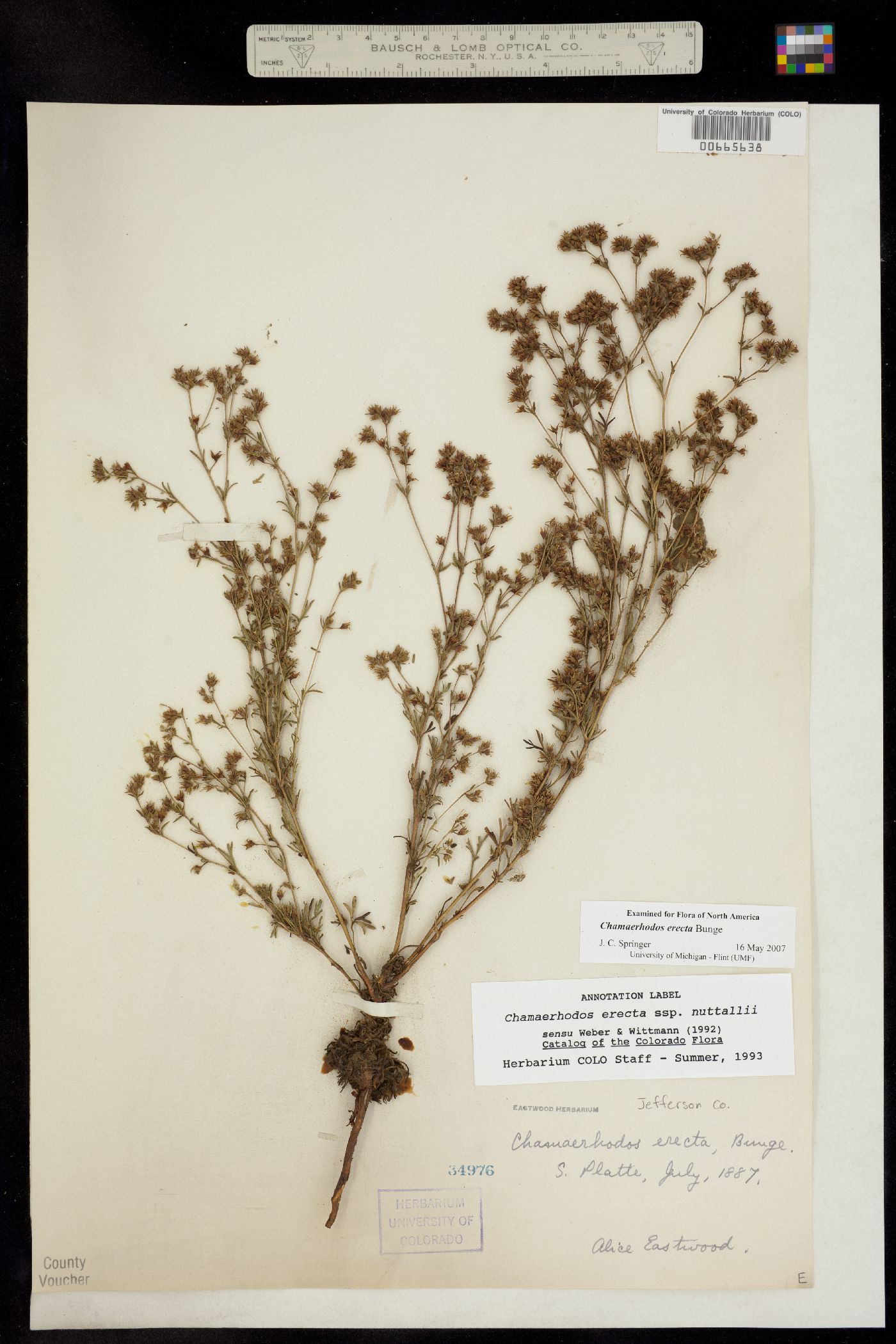 Chamaerhodos erecta image