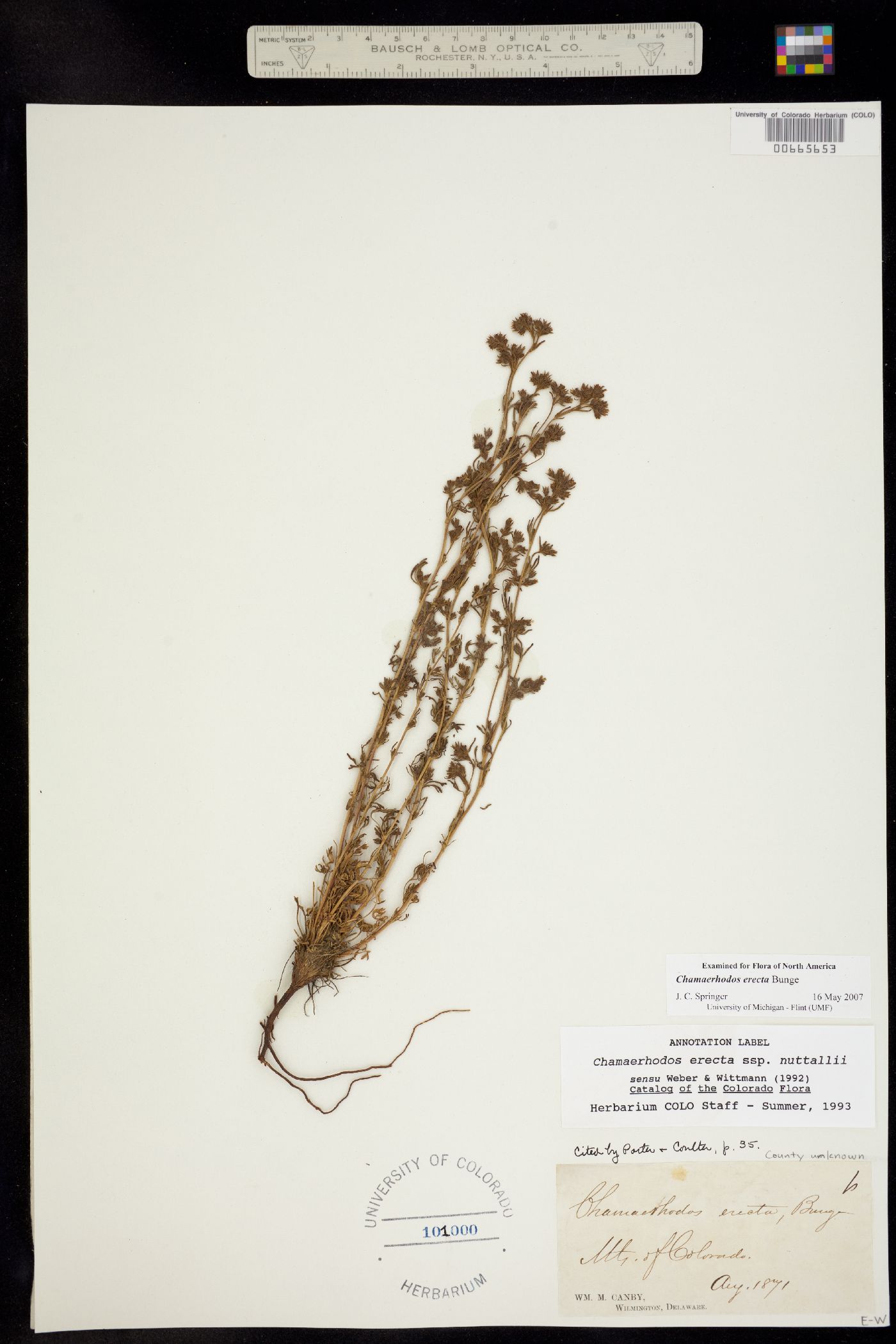 Chamaerhodos erecta image