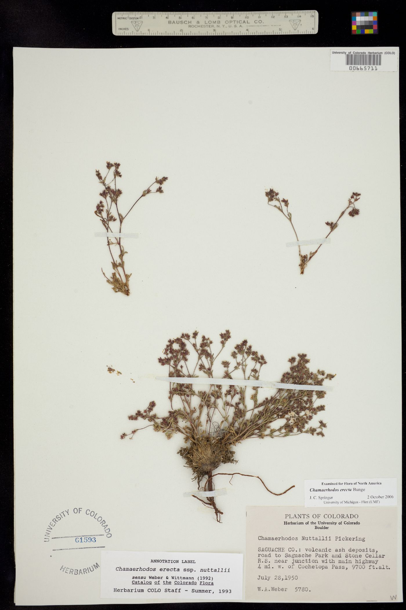 Chamaerhodos erecta image