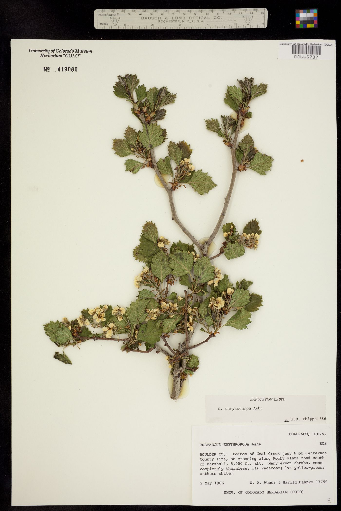 Crataegus chrysocarpa image