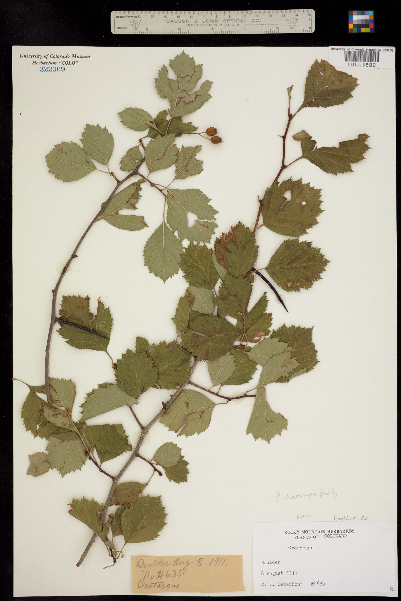 Crataegus chrysocarpa image