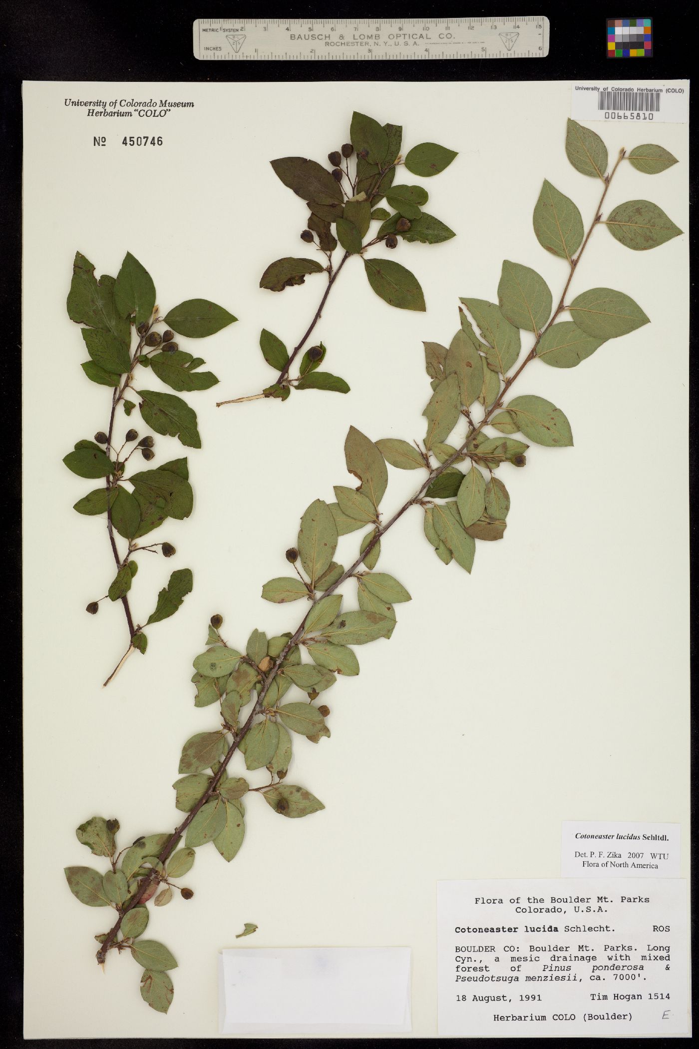 Cotoneaster image