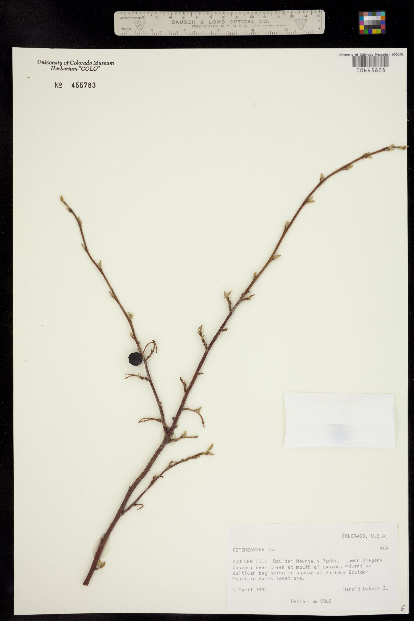 Cotoneaster lucidus image