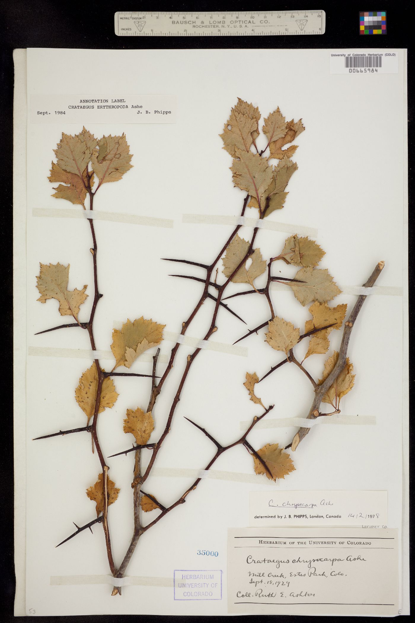 Crataegus erythropoda image