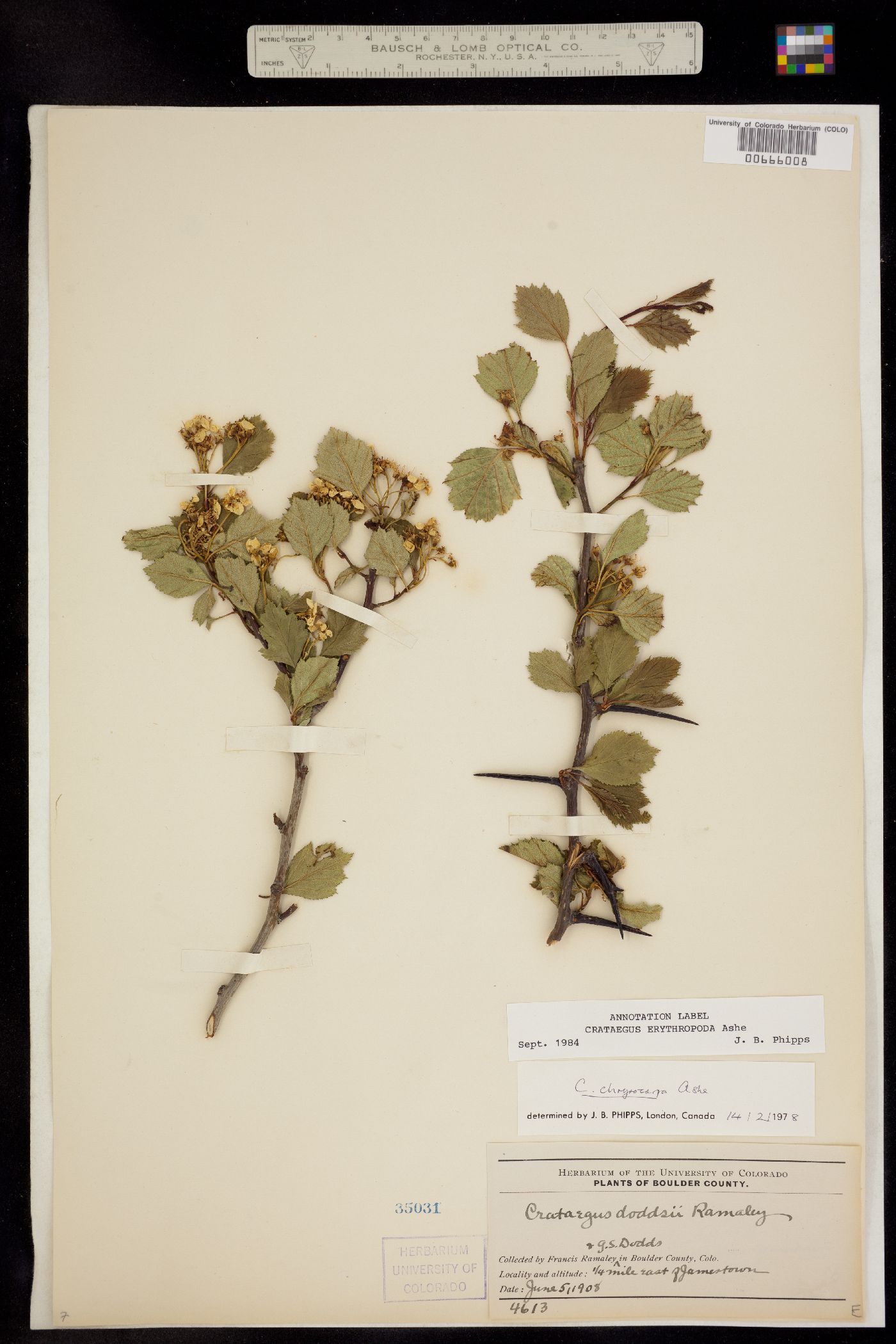 Crataegus erythropoda image