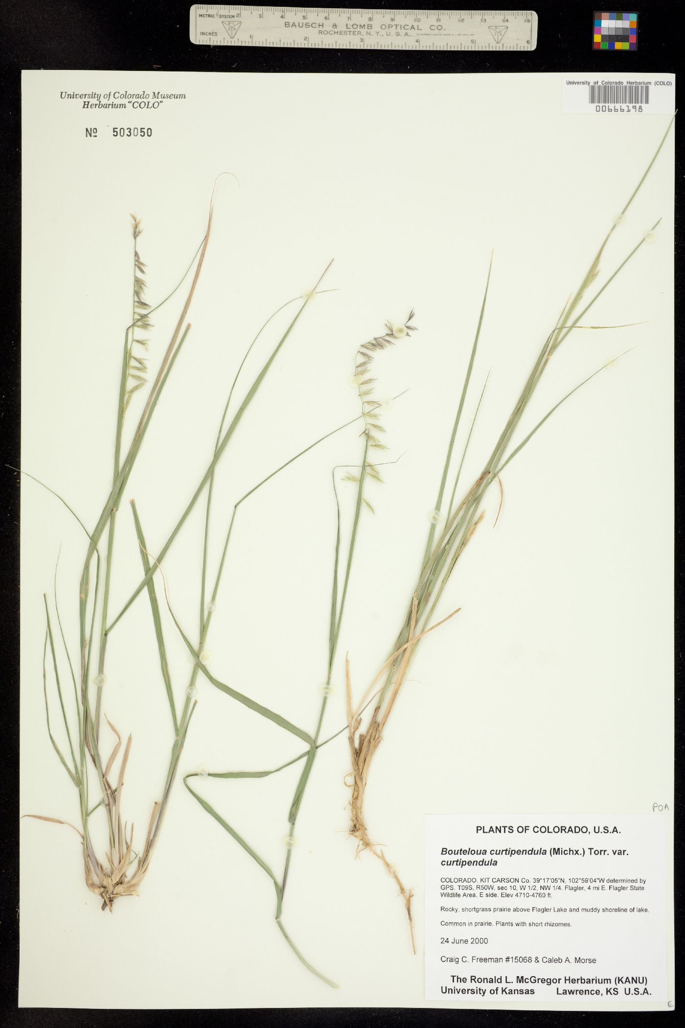Bouteloua curtipendula image