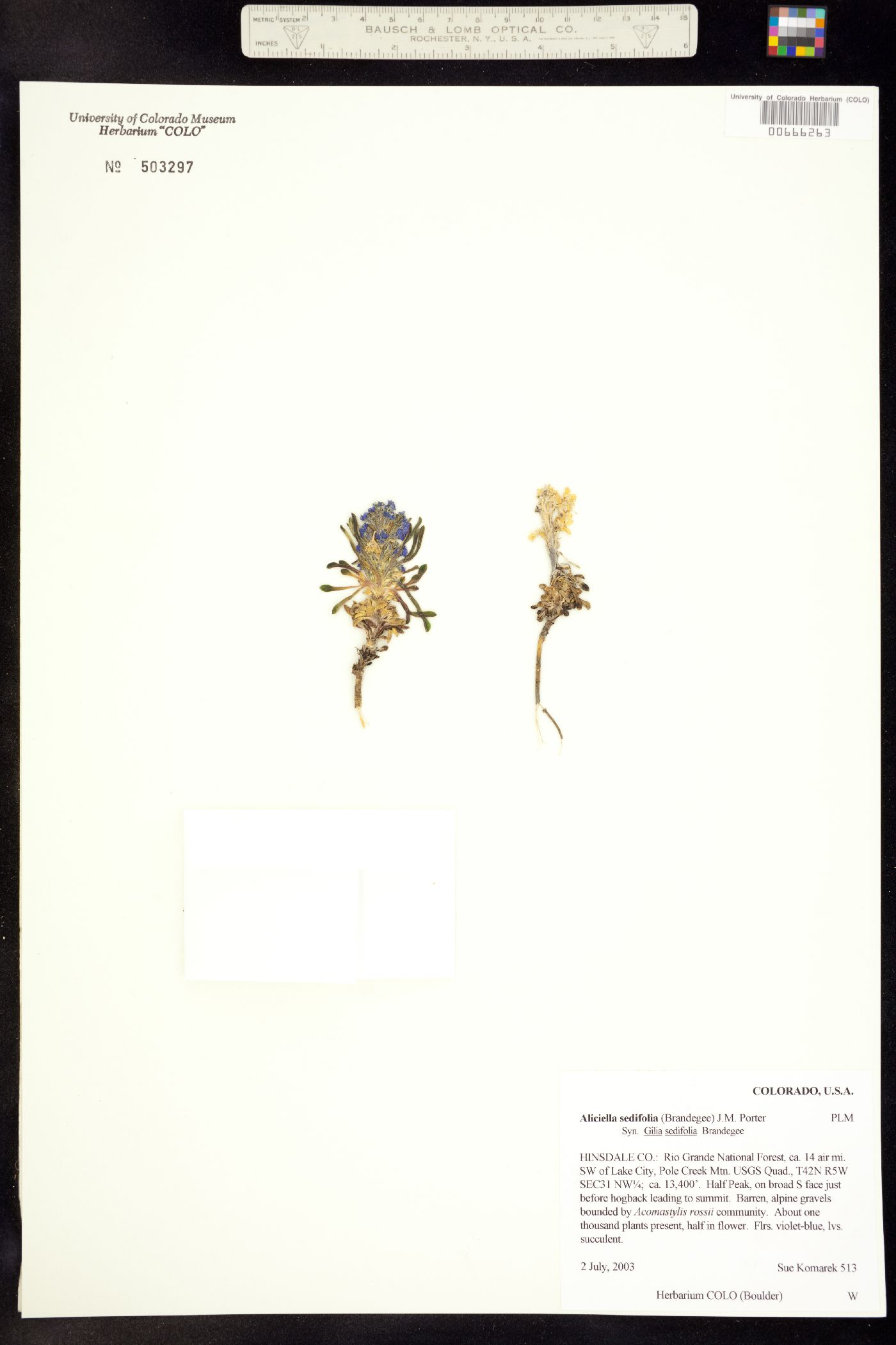Aliciella sedifolia image